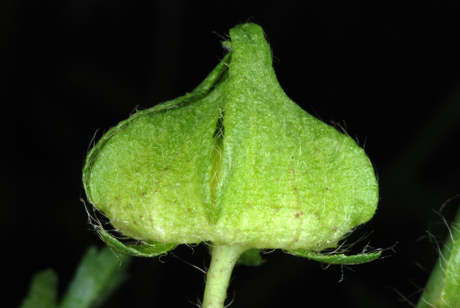 Musk mallow