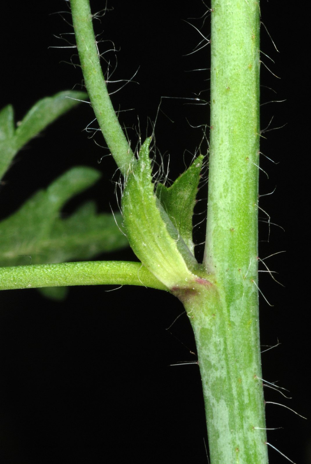 Musk mallow