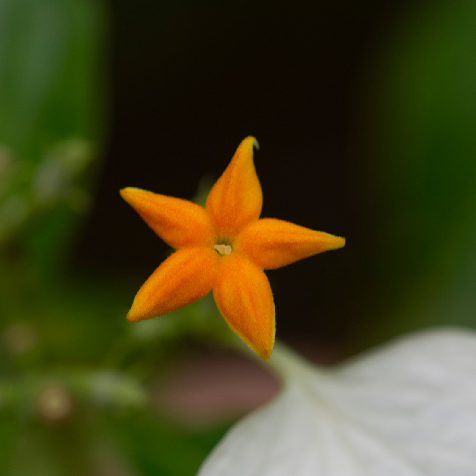 Mussaenda