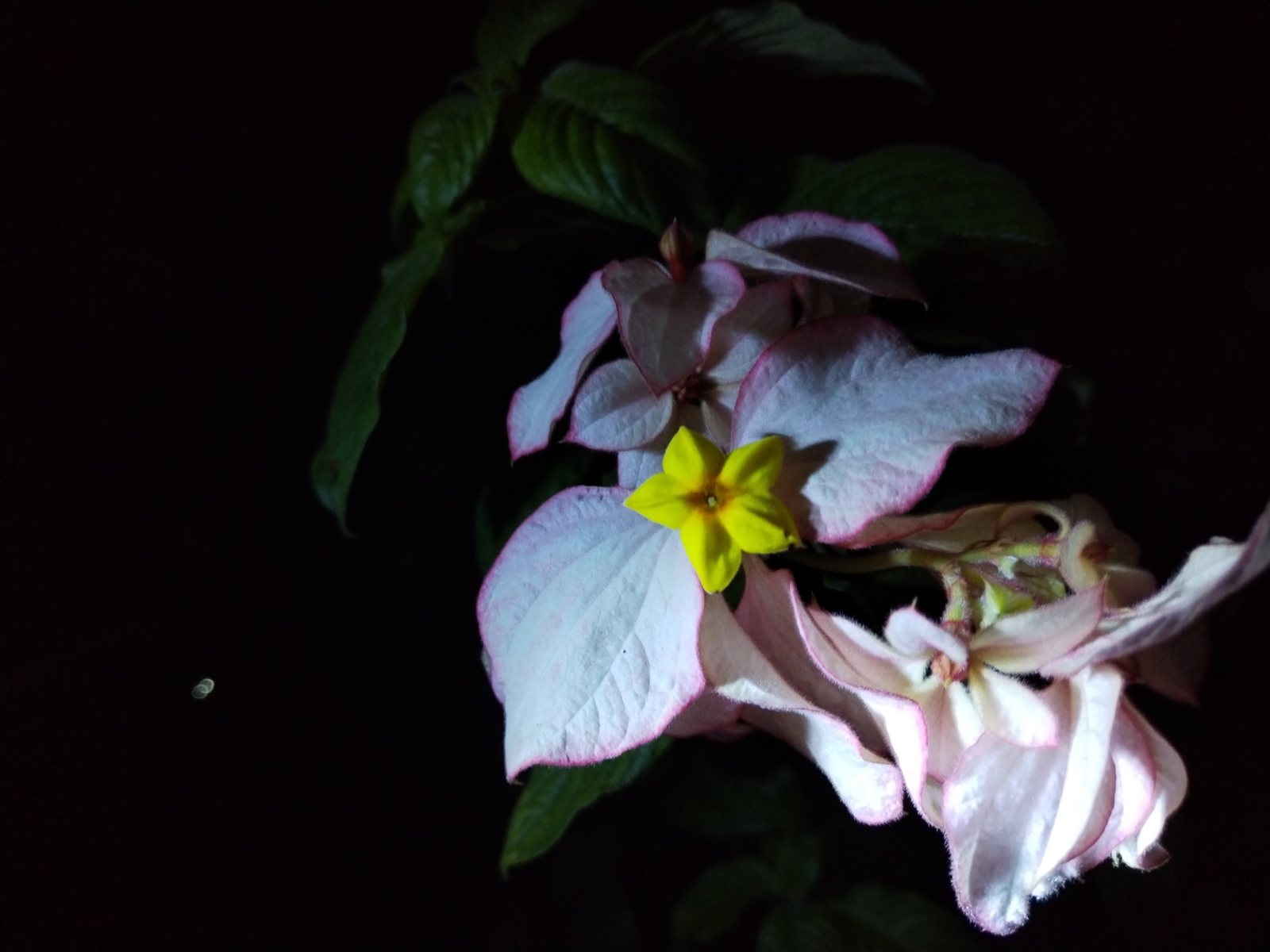 Mussaenda