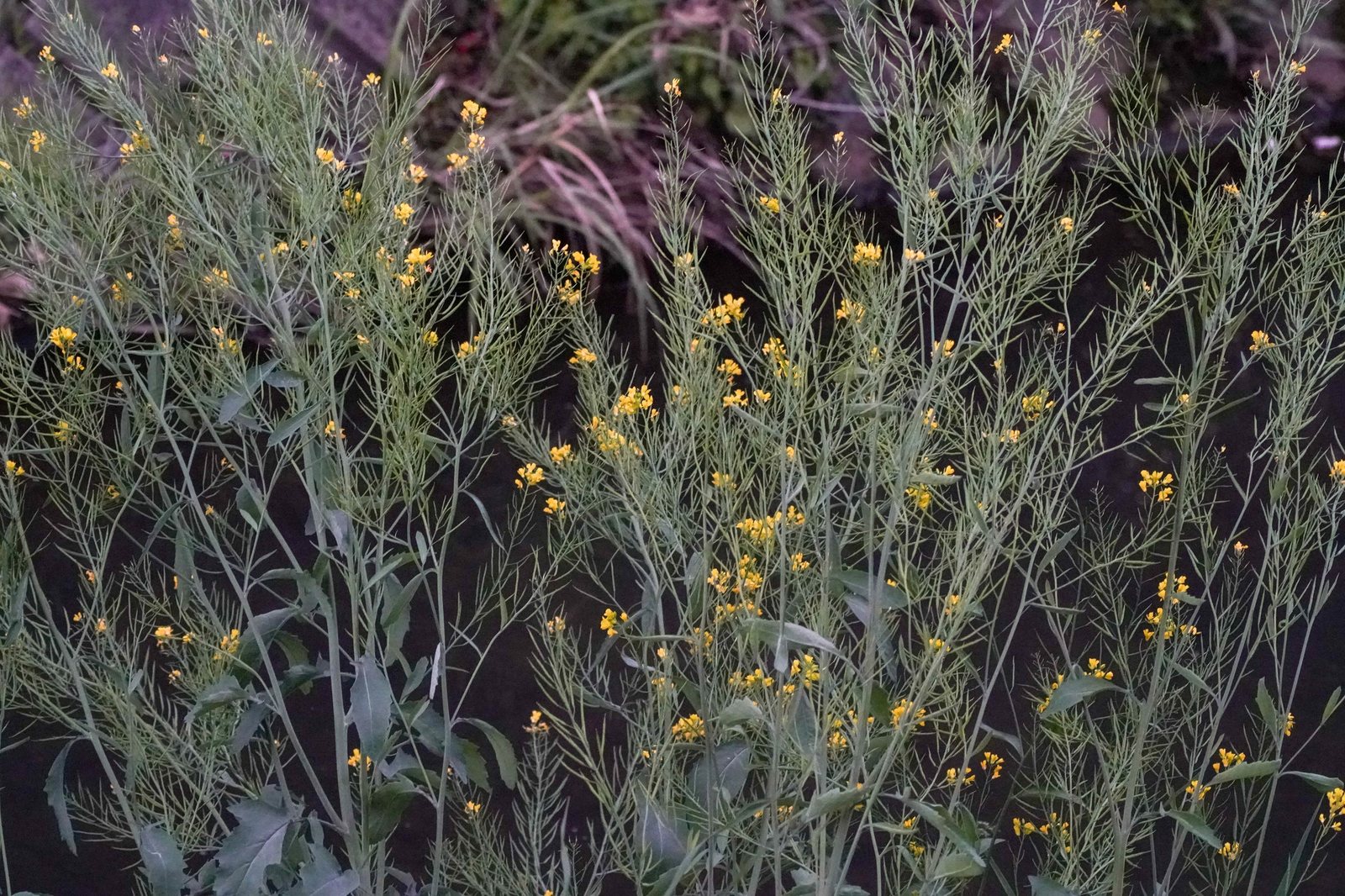Mustard greens