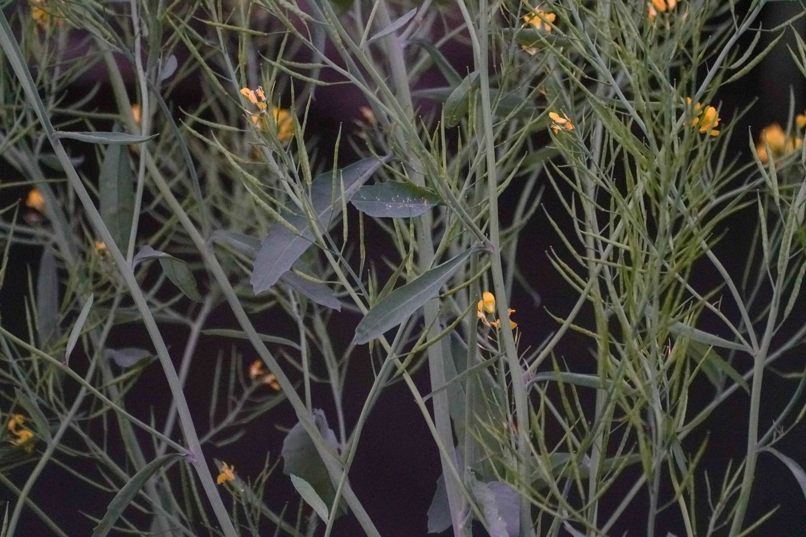 Mustard greens