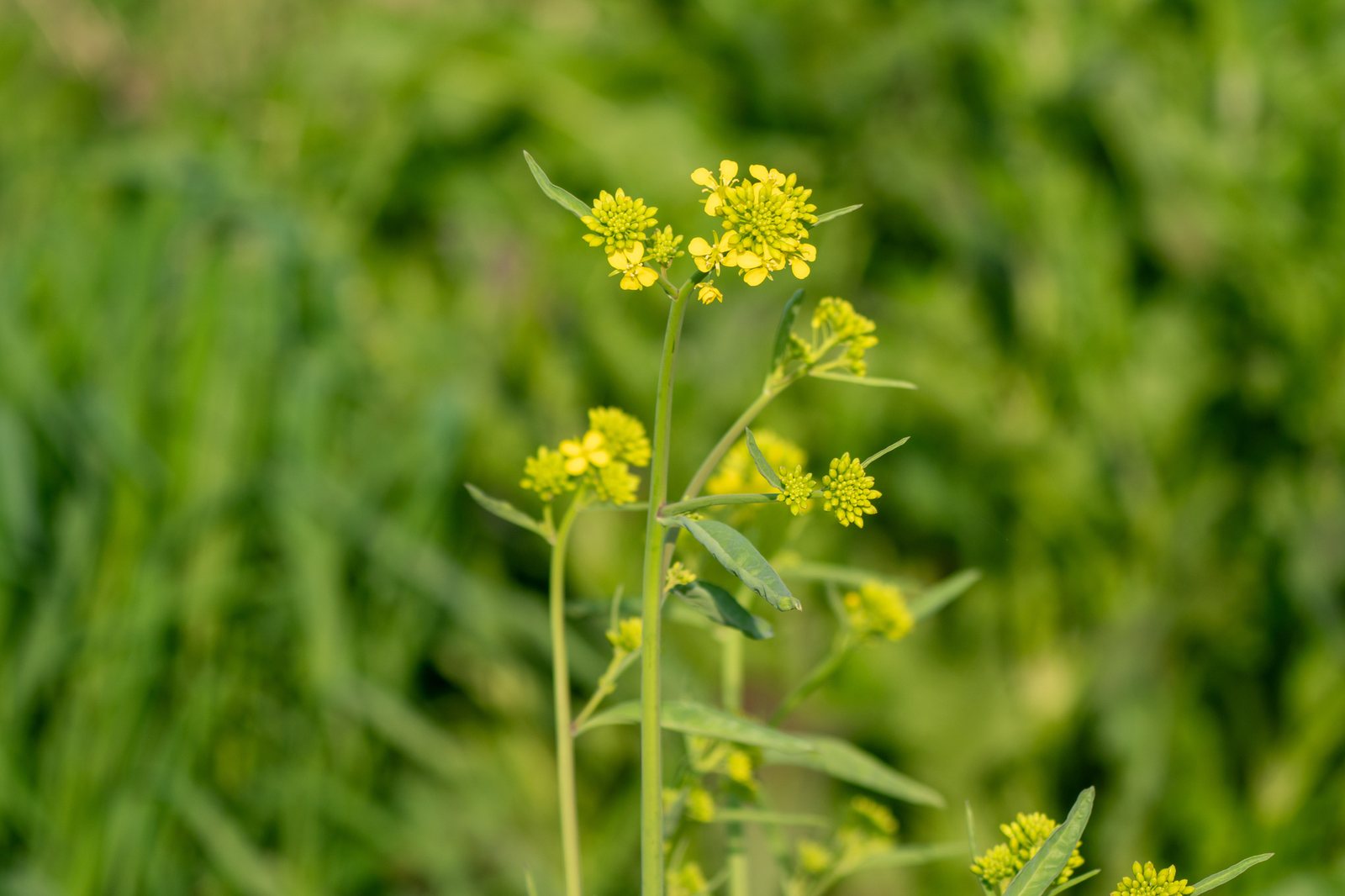 Mustard greens