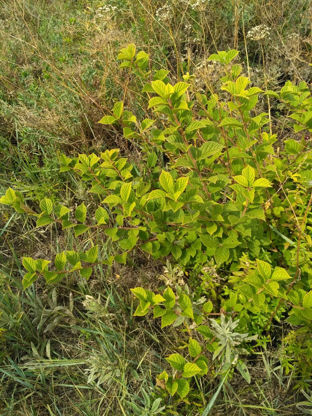 Nanking cherry