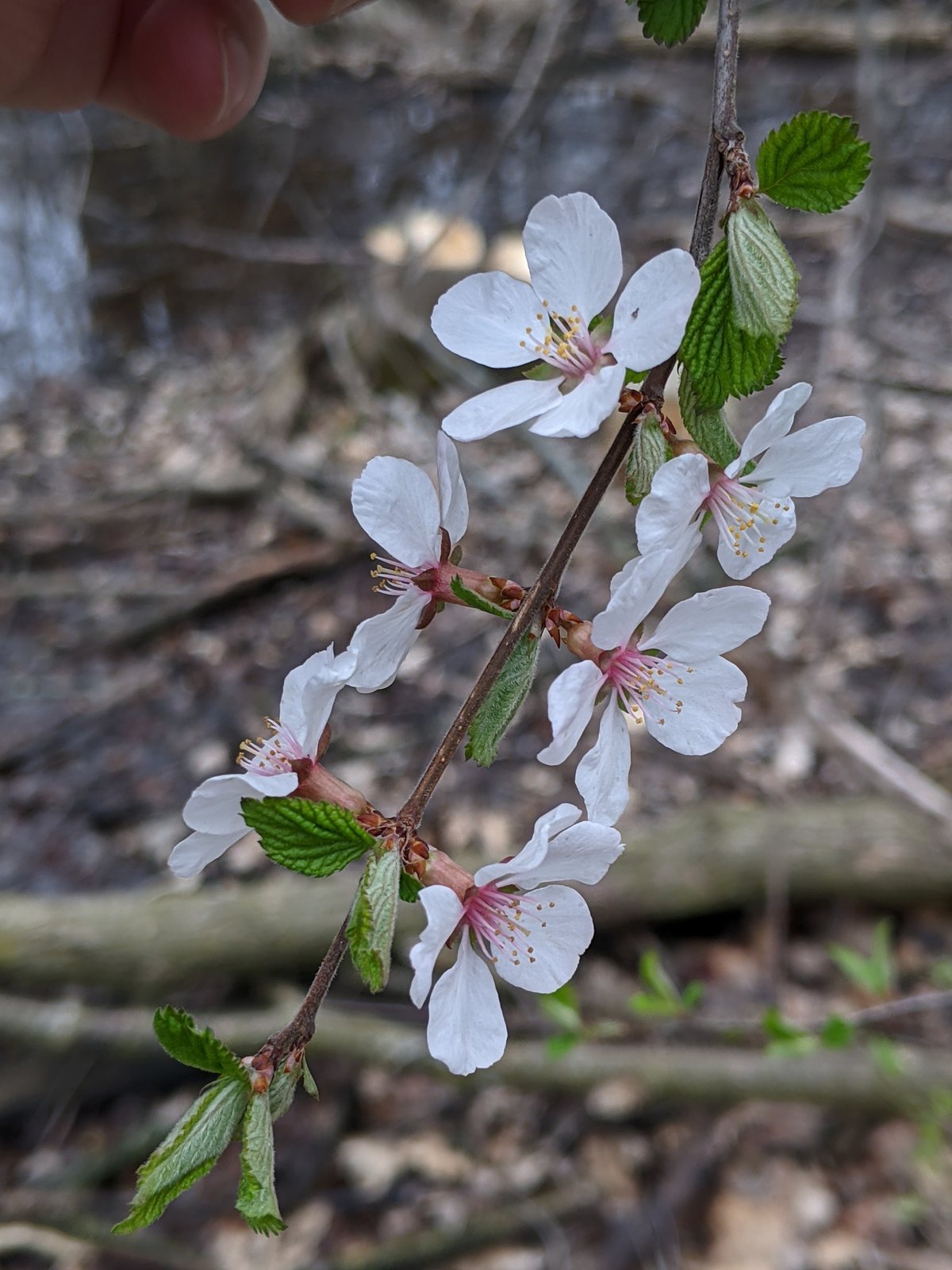 Nanking cherry