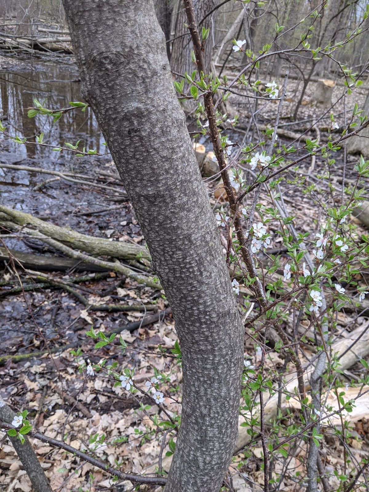 Nanking cherry