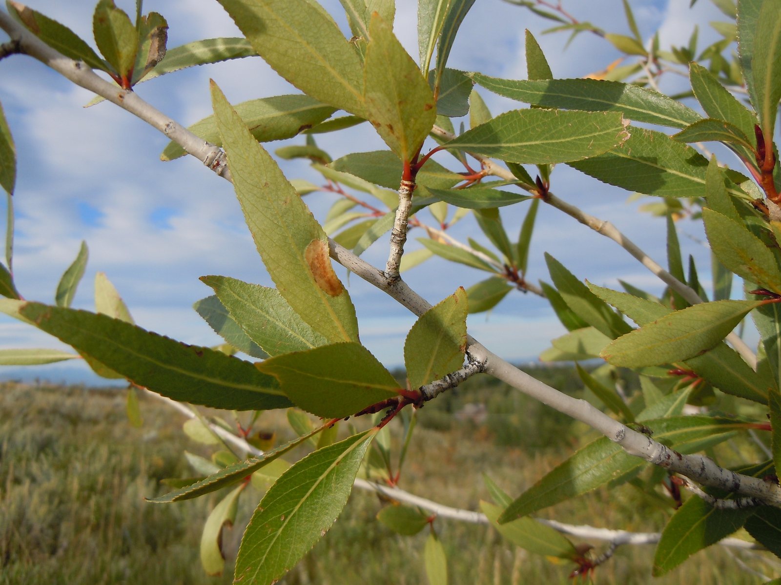 Narrowleaf cottonwood