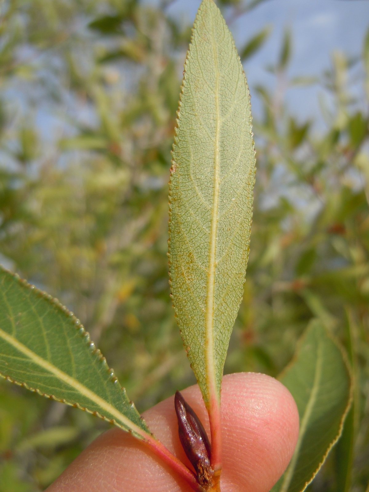 Narrowleaf cottonwood