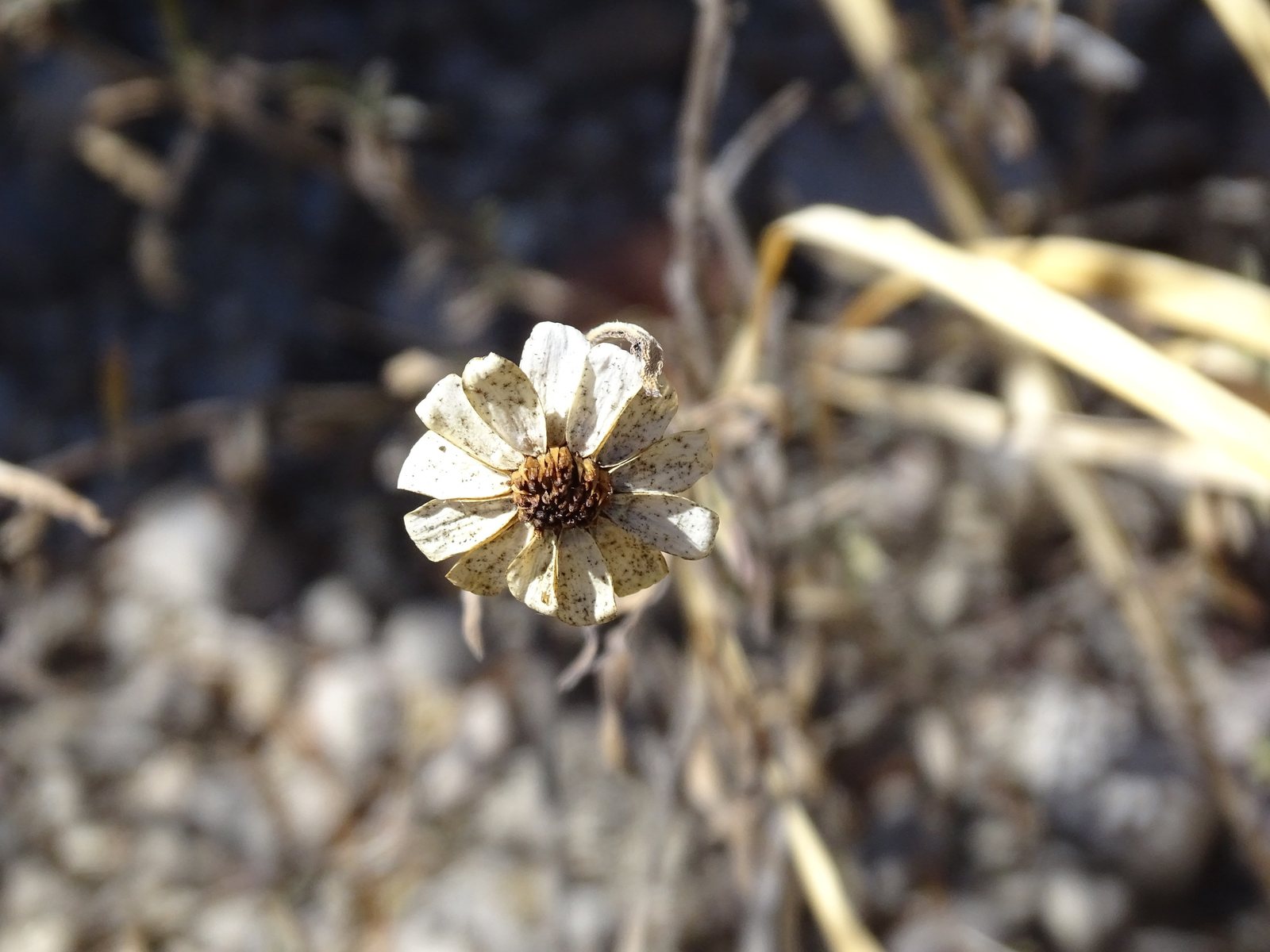 Narrowleaf zinnia