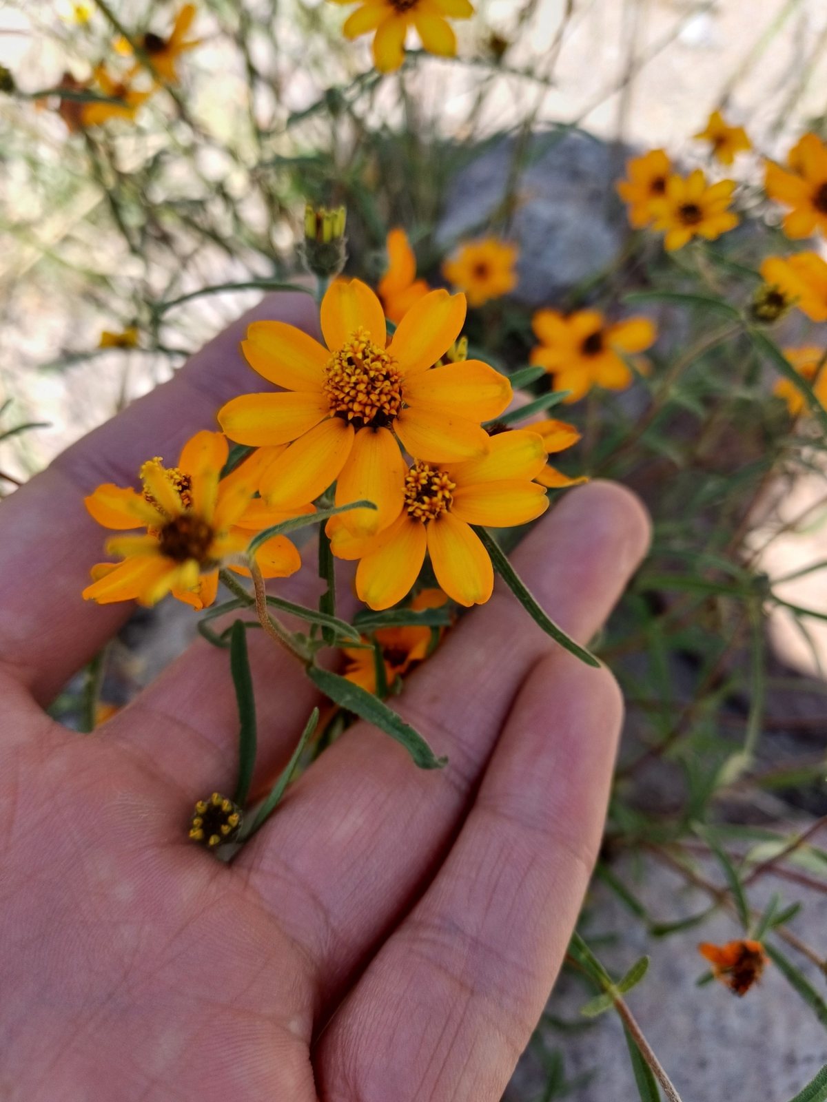 Narrowleaf zinnia