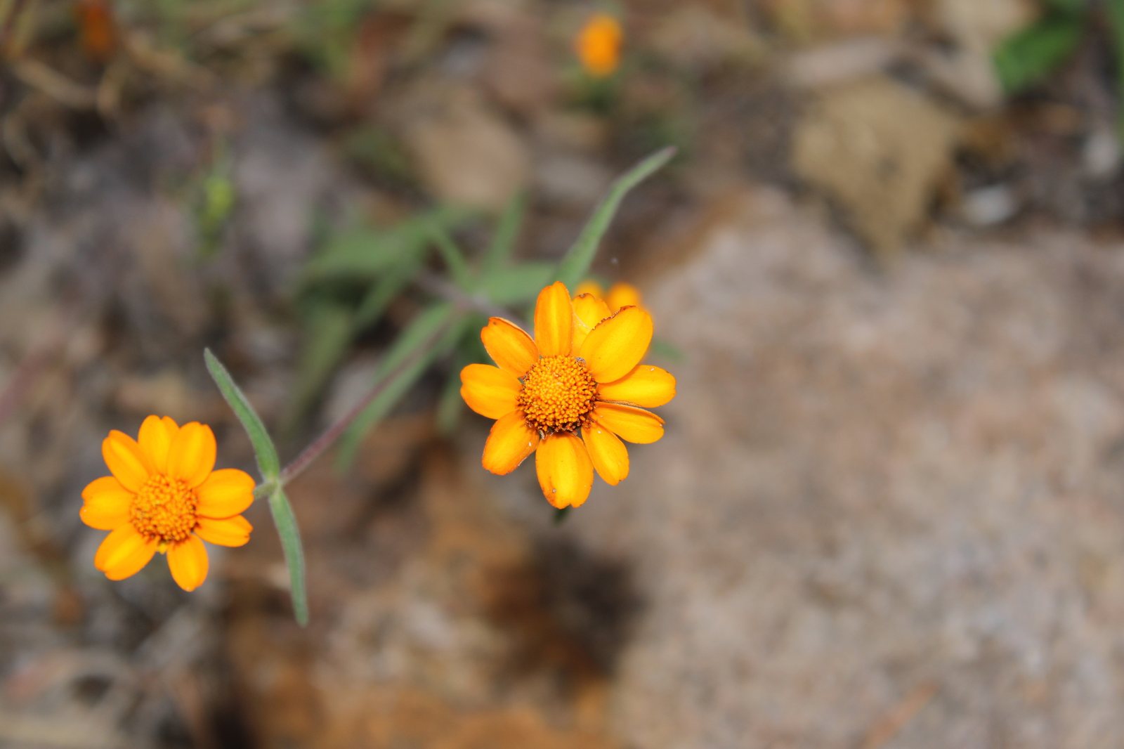 Narrowleaf zinnia