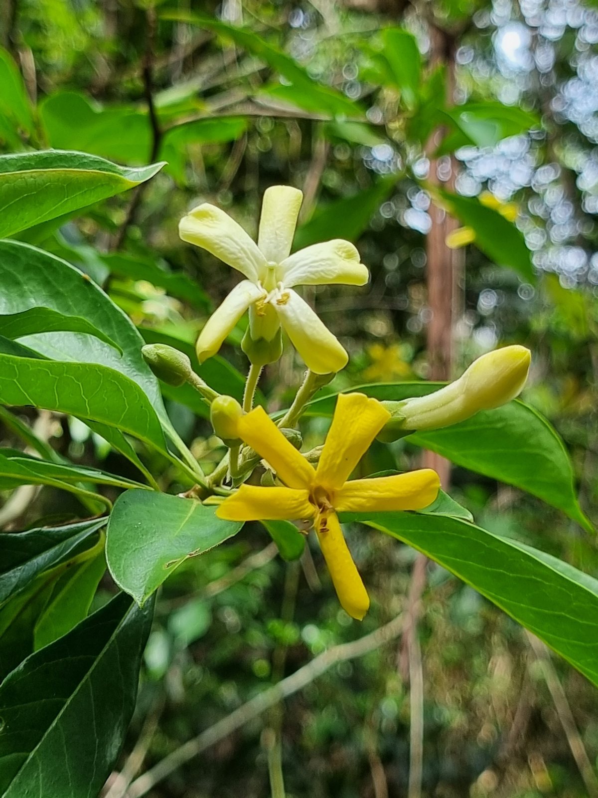 Native frangipani