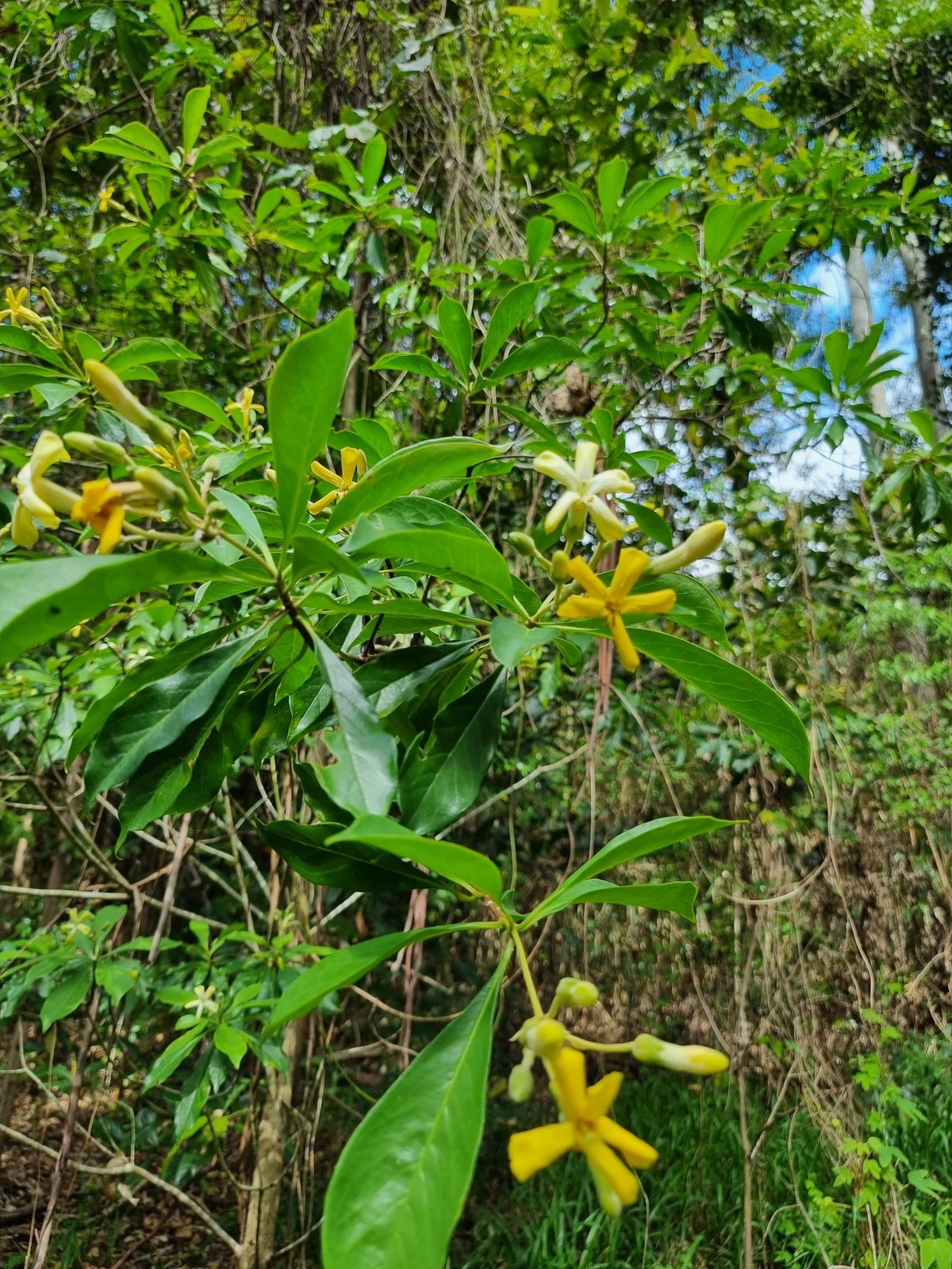 Native frangipani