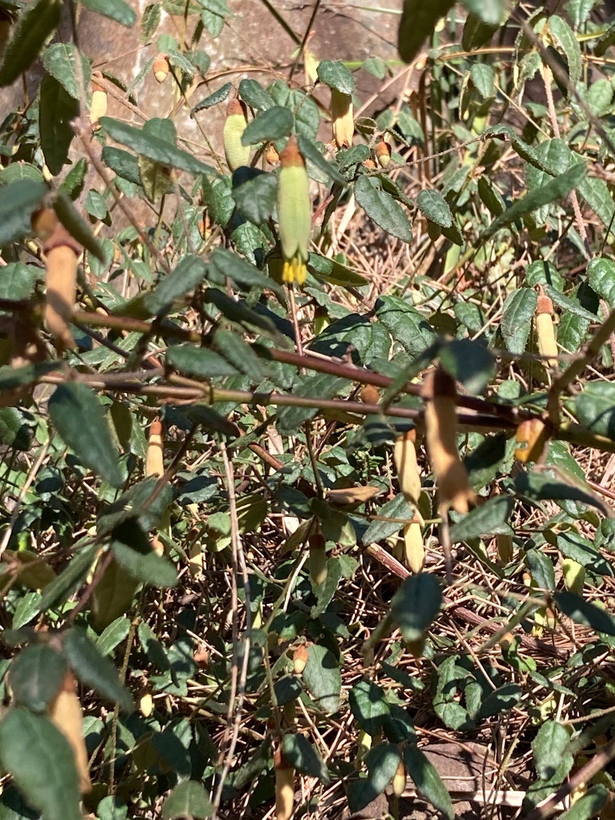 Native fuchsia