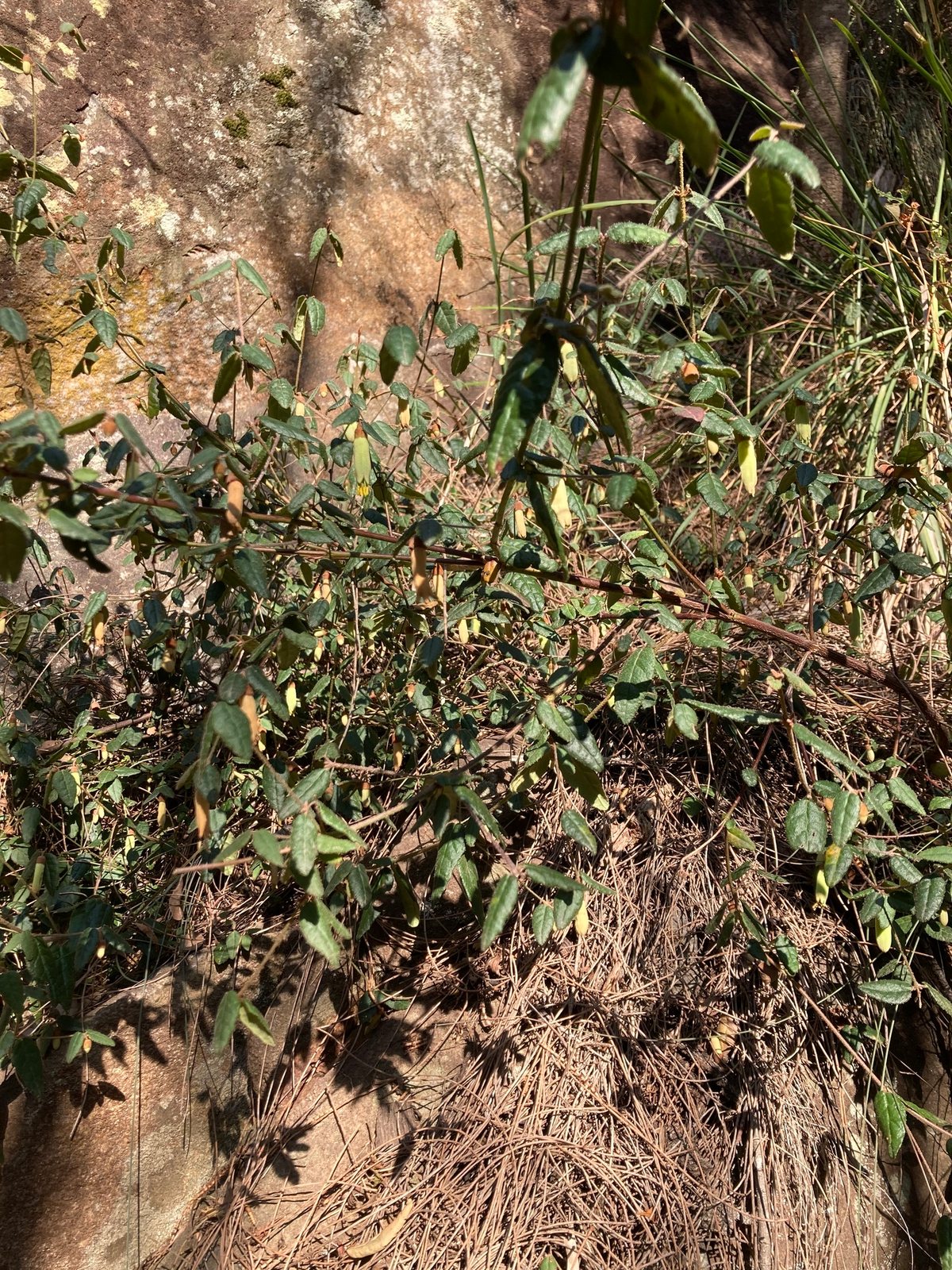 Native fuchsia