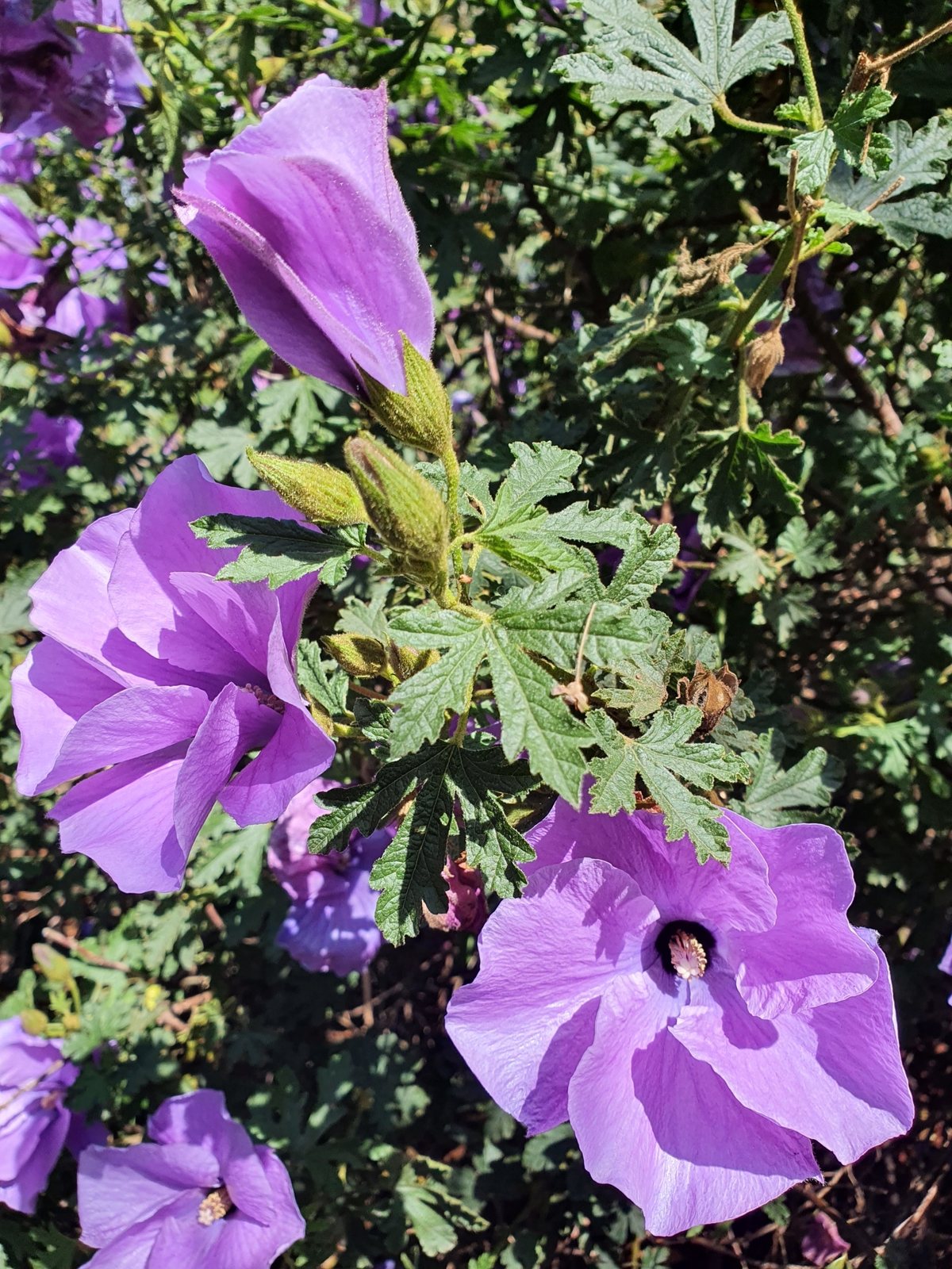 Native hibiscus