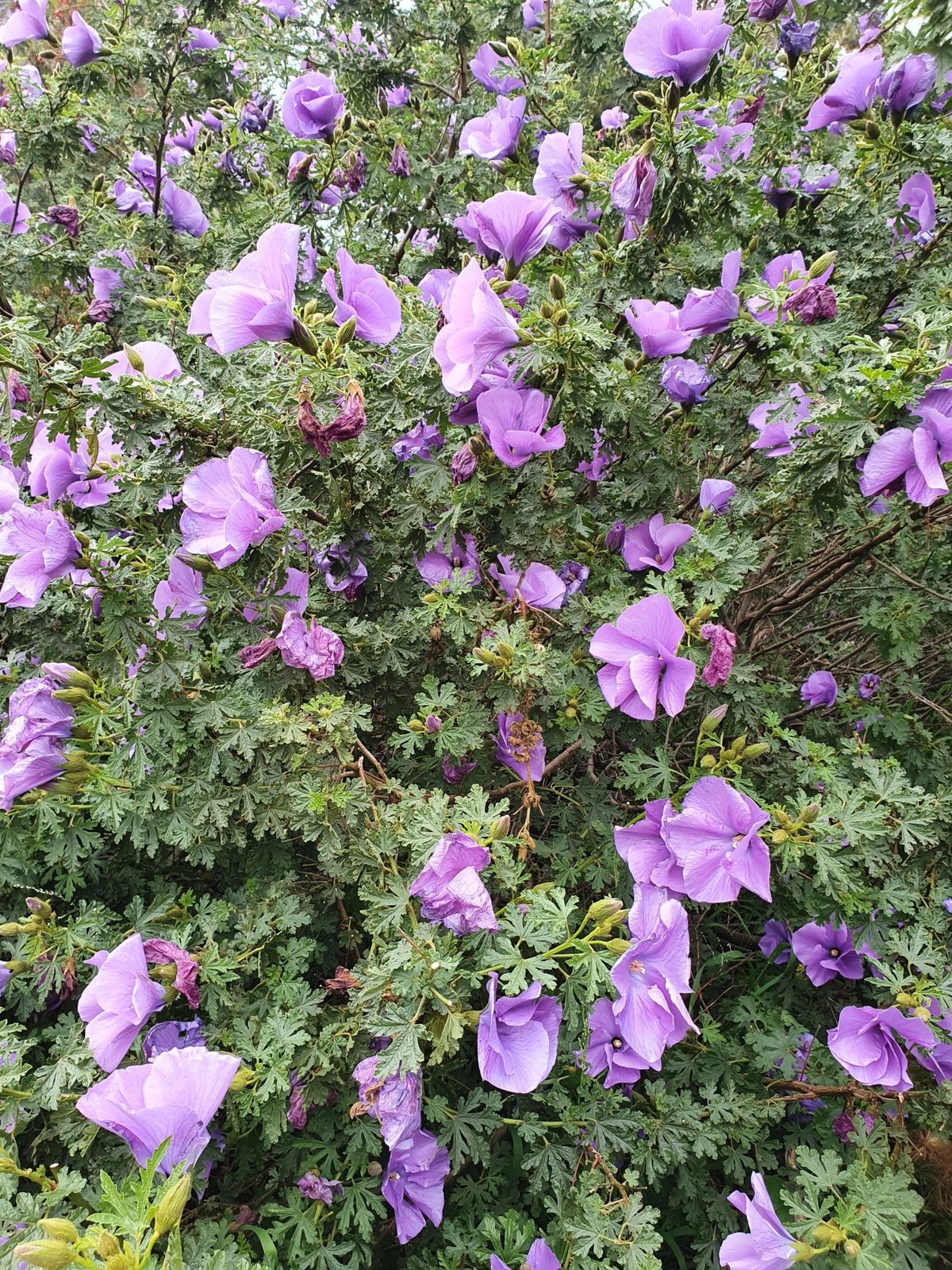 Native hibiscus