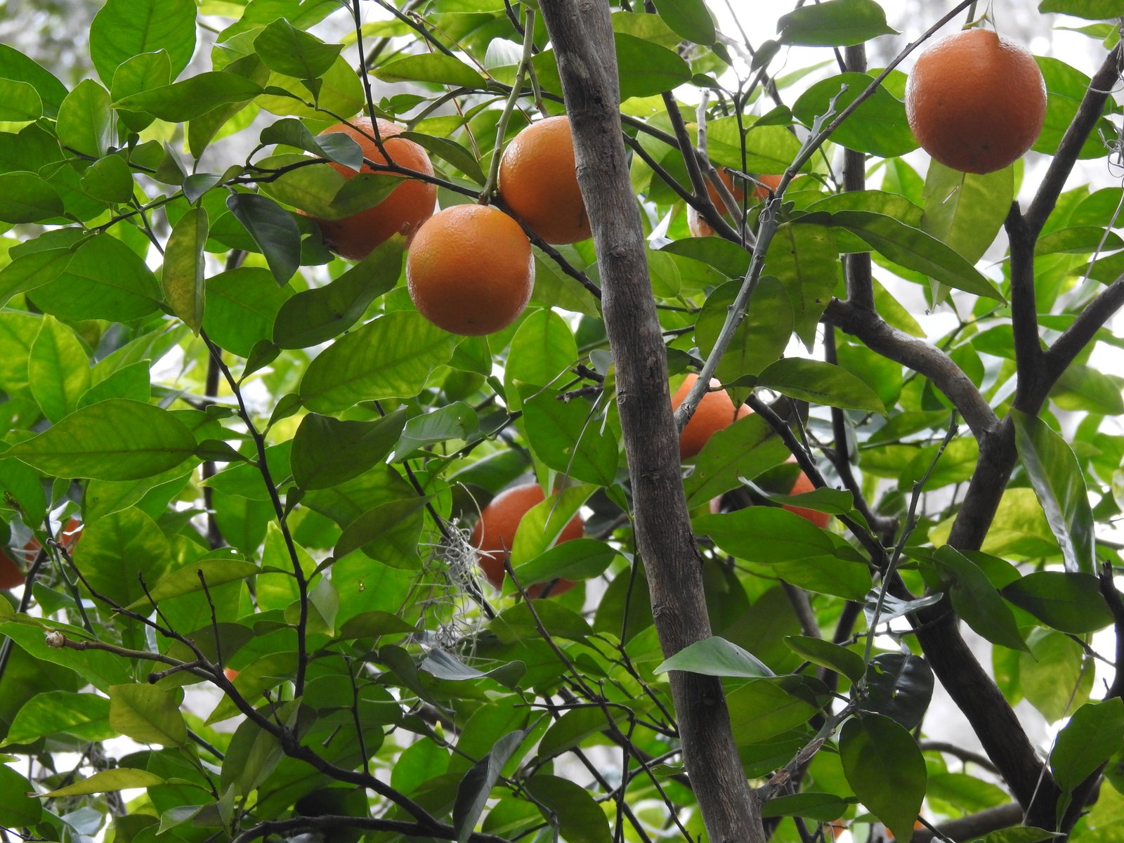Navel orange