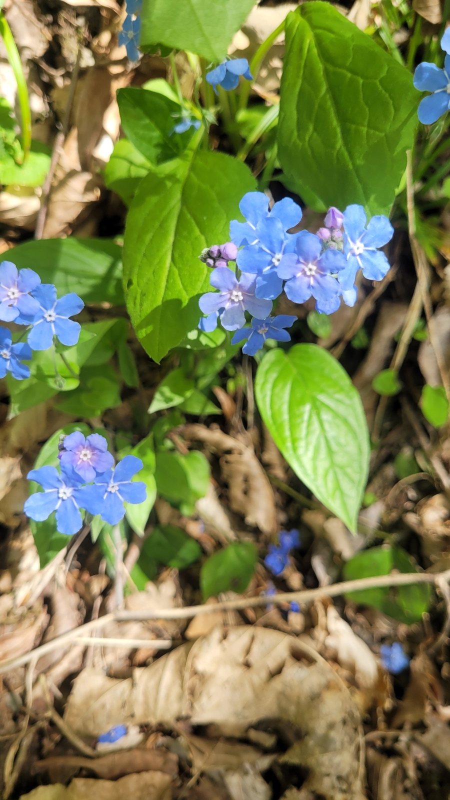 Navelwort