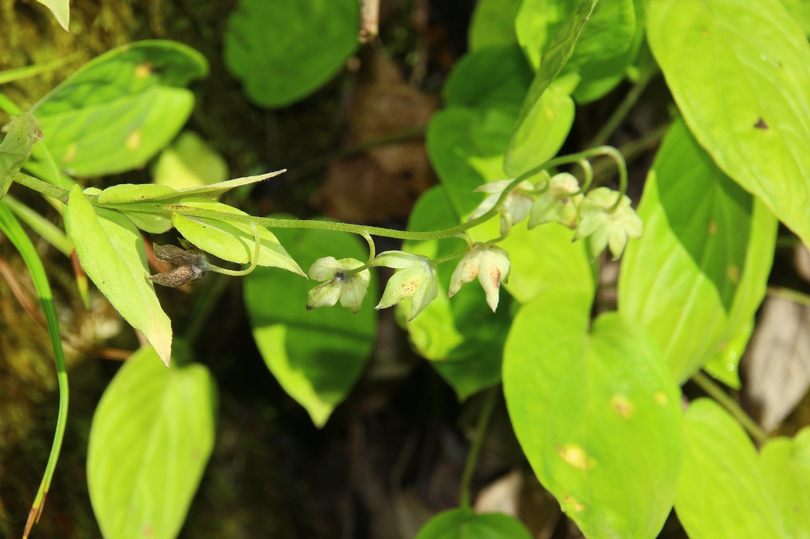 Navelwort