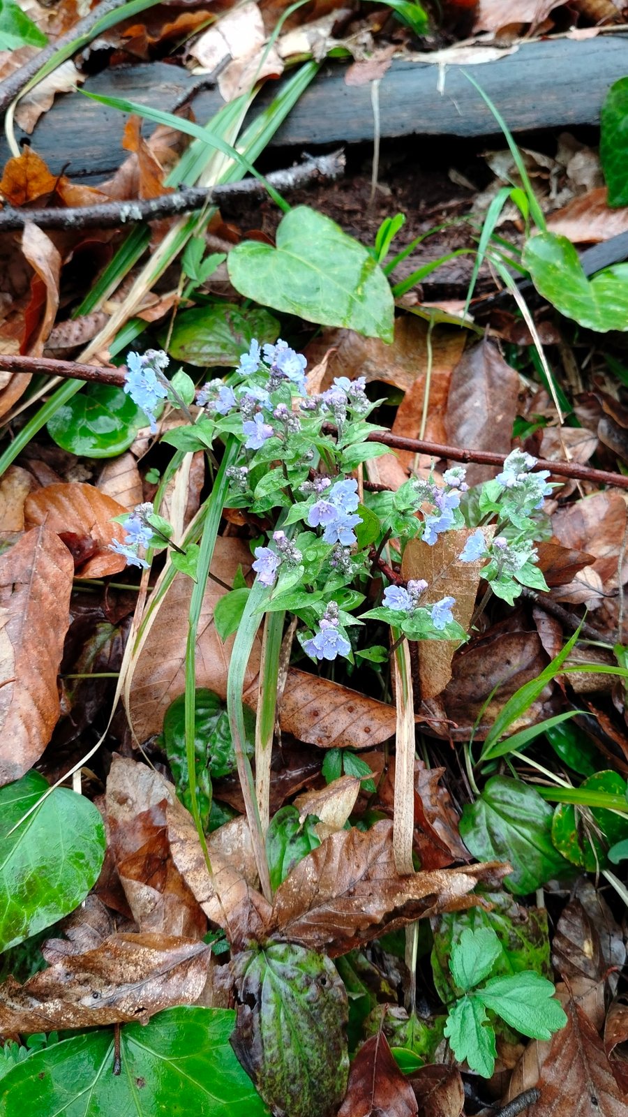 Navelwort
