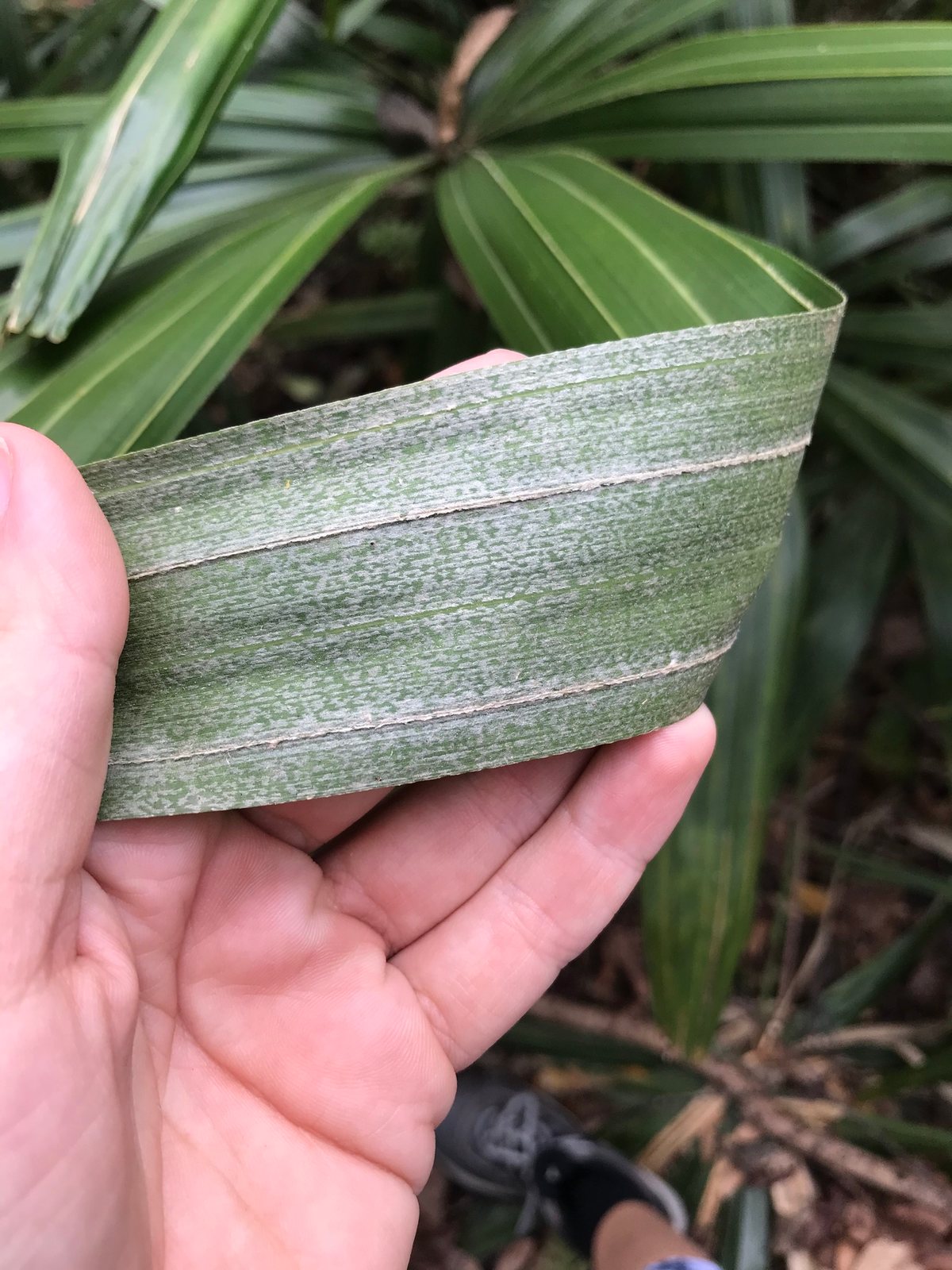 Needle palm