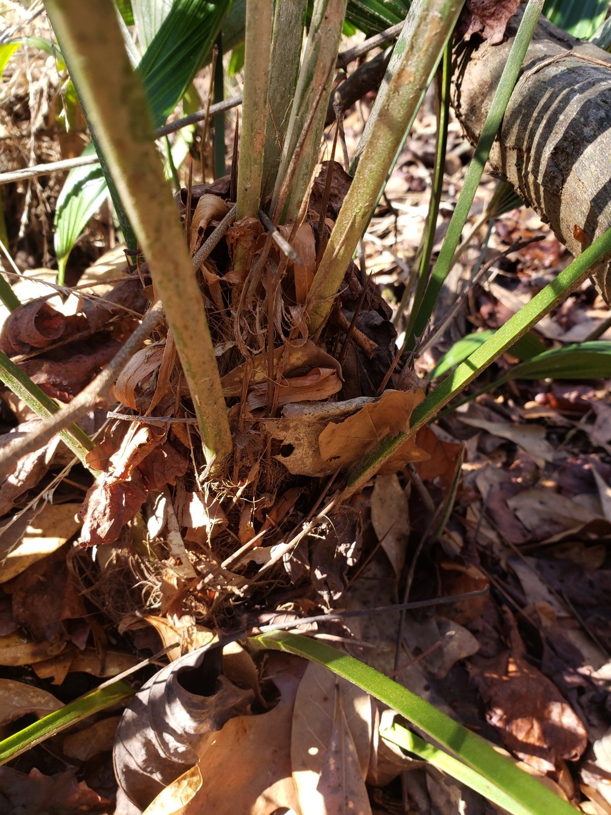 Needle palm