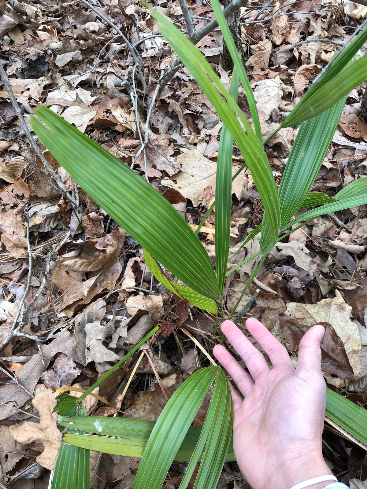 Needle palm