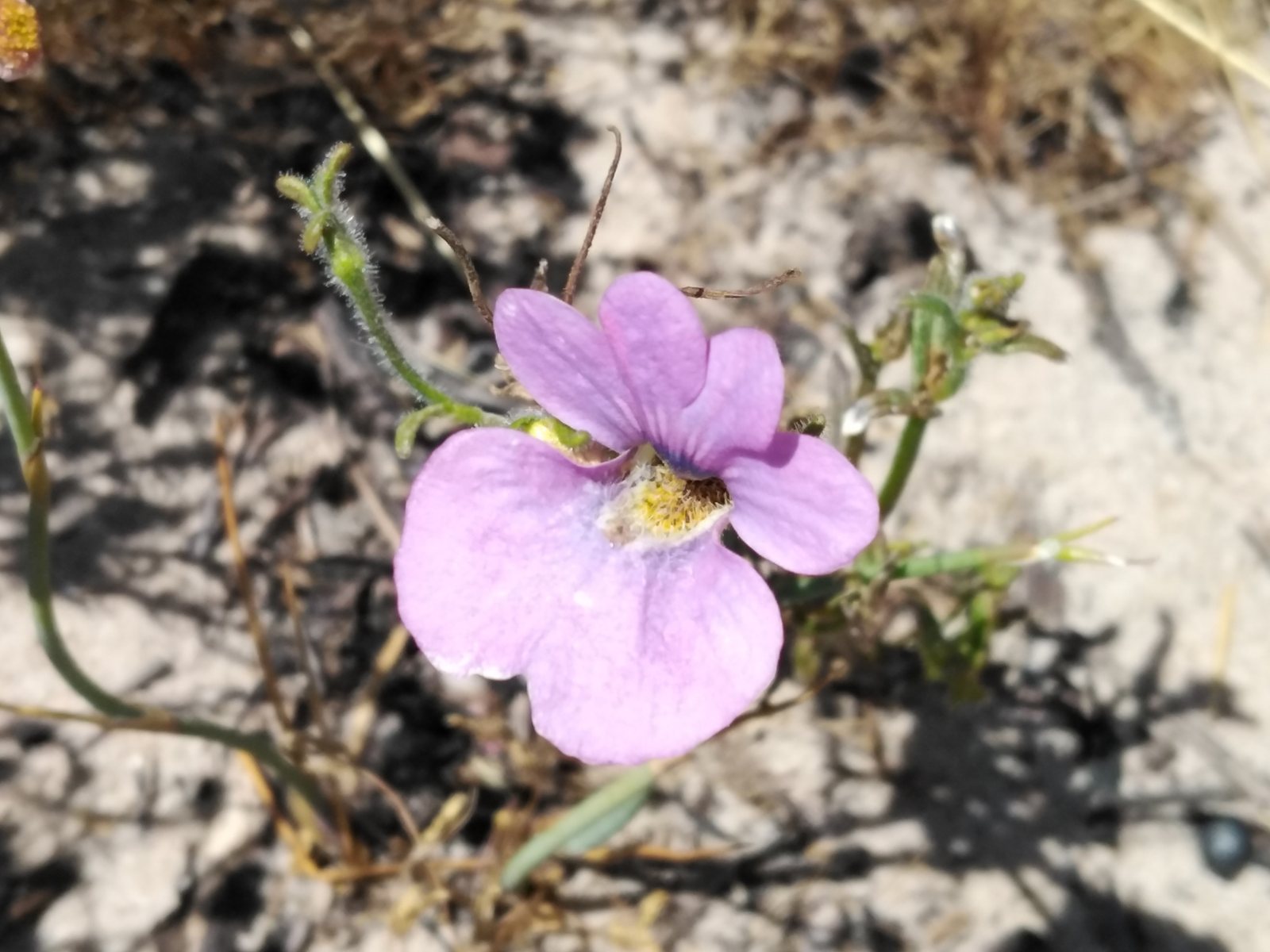 Nemesia