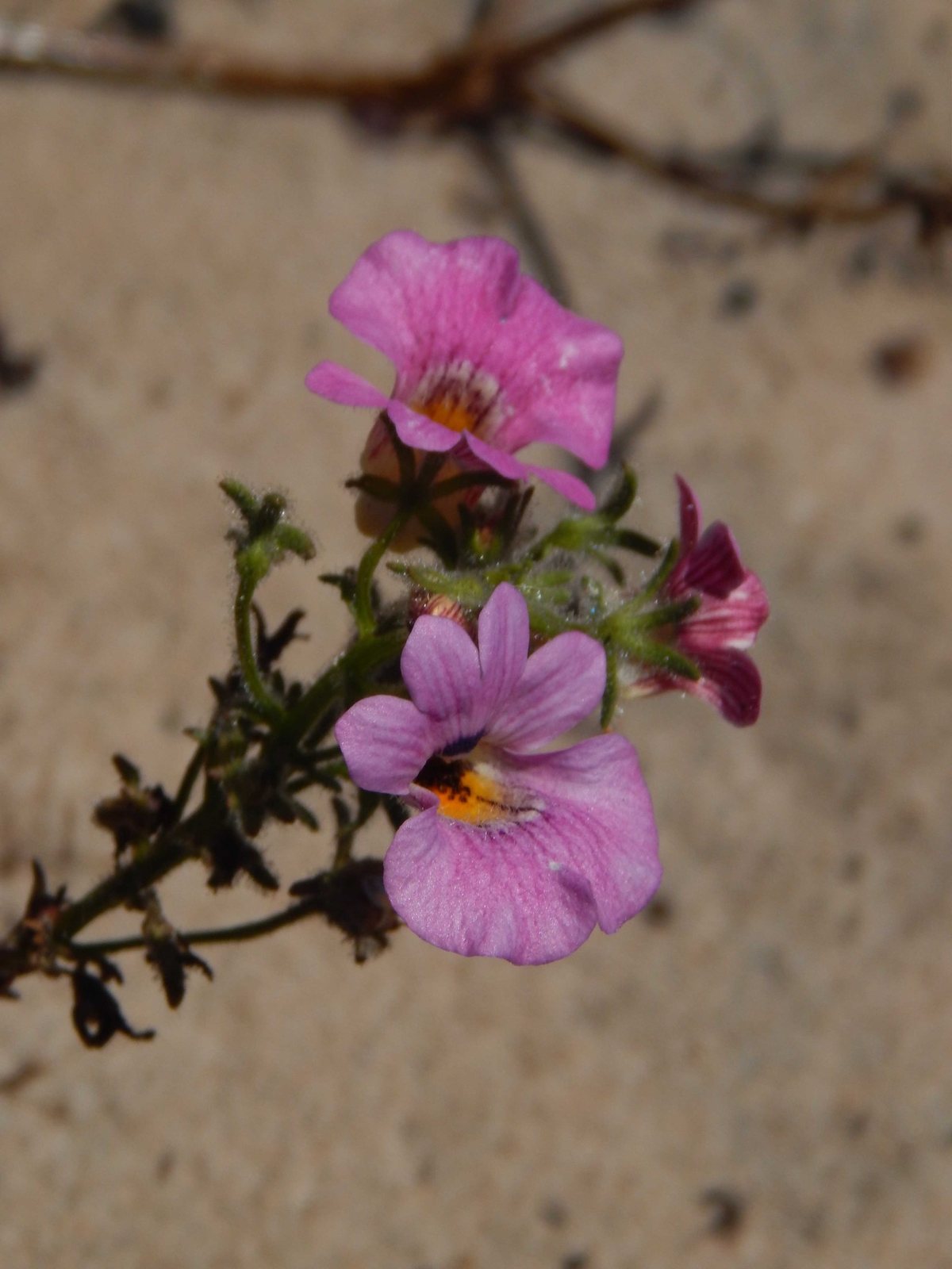 Nemesia