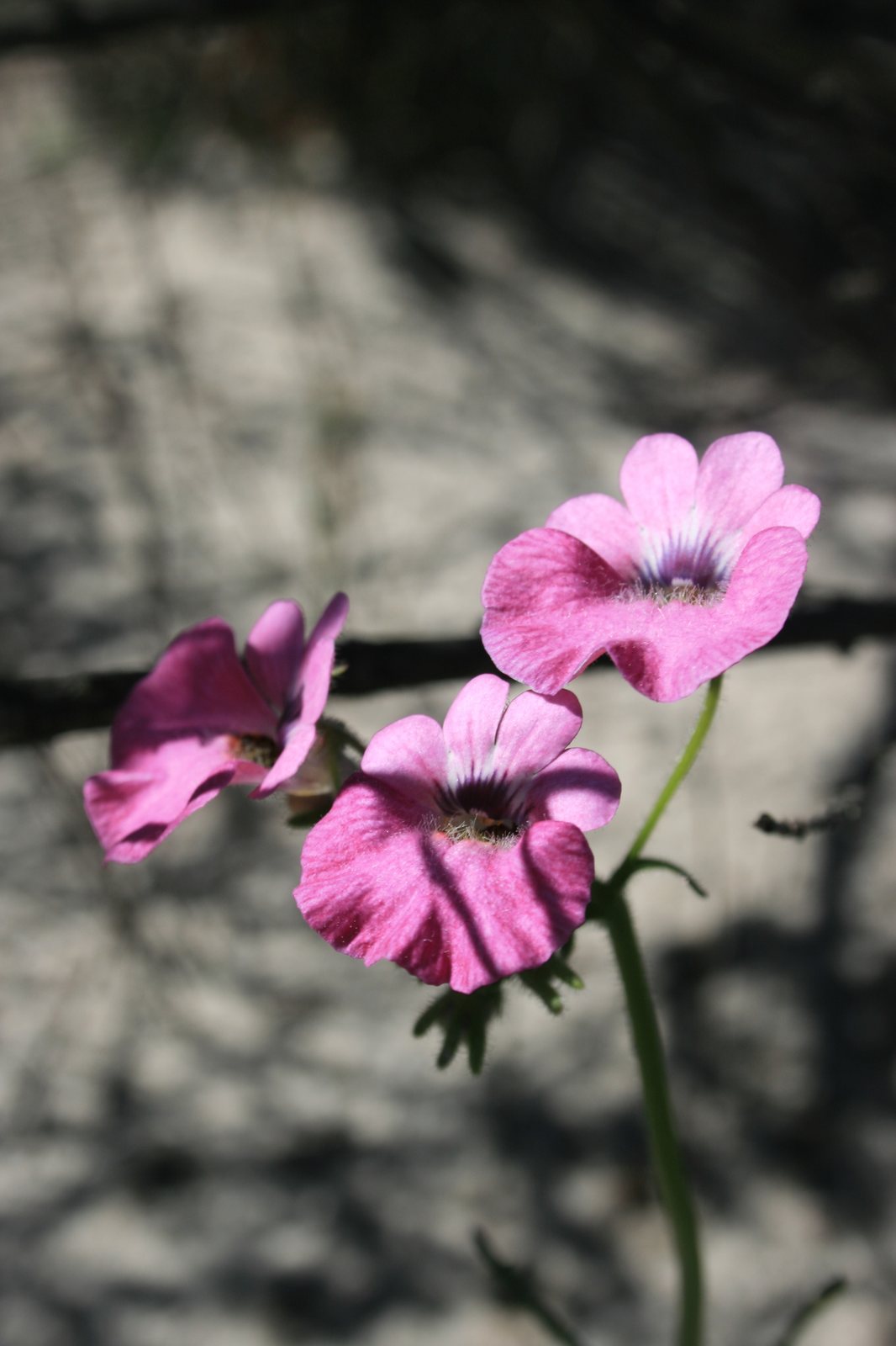 Nemesia