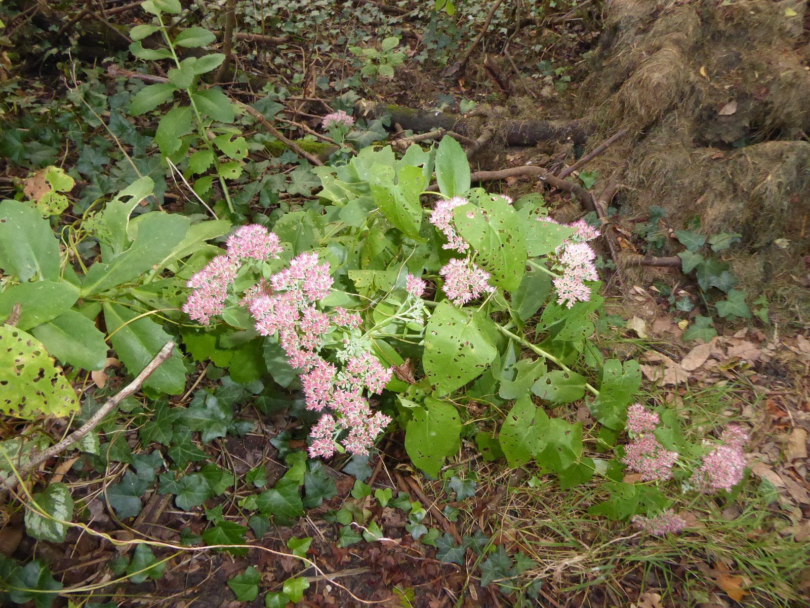 Neon sedum