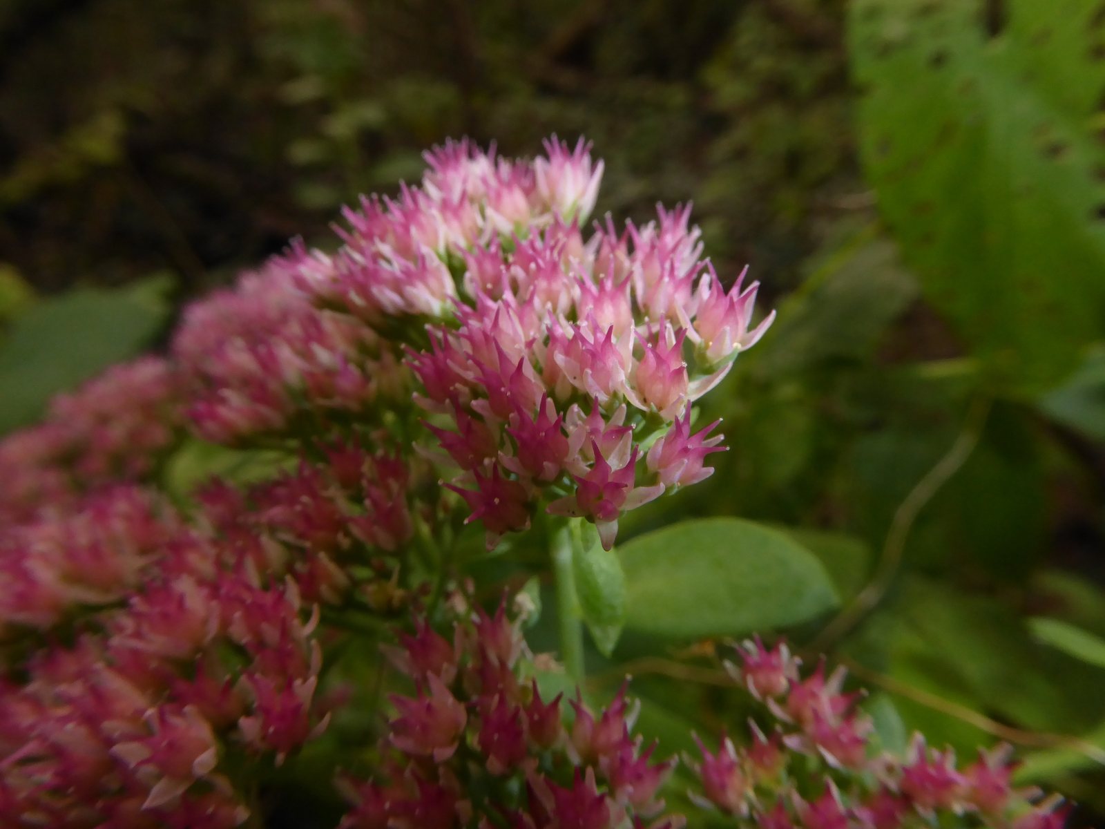 Neon sedum