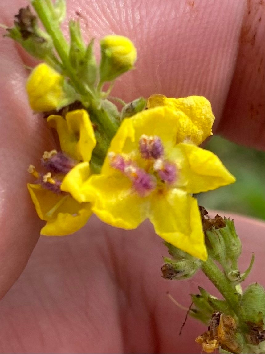 Nettle-leaved mullein