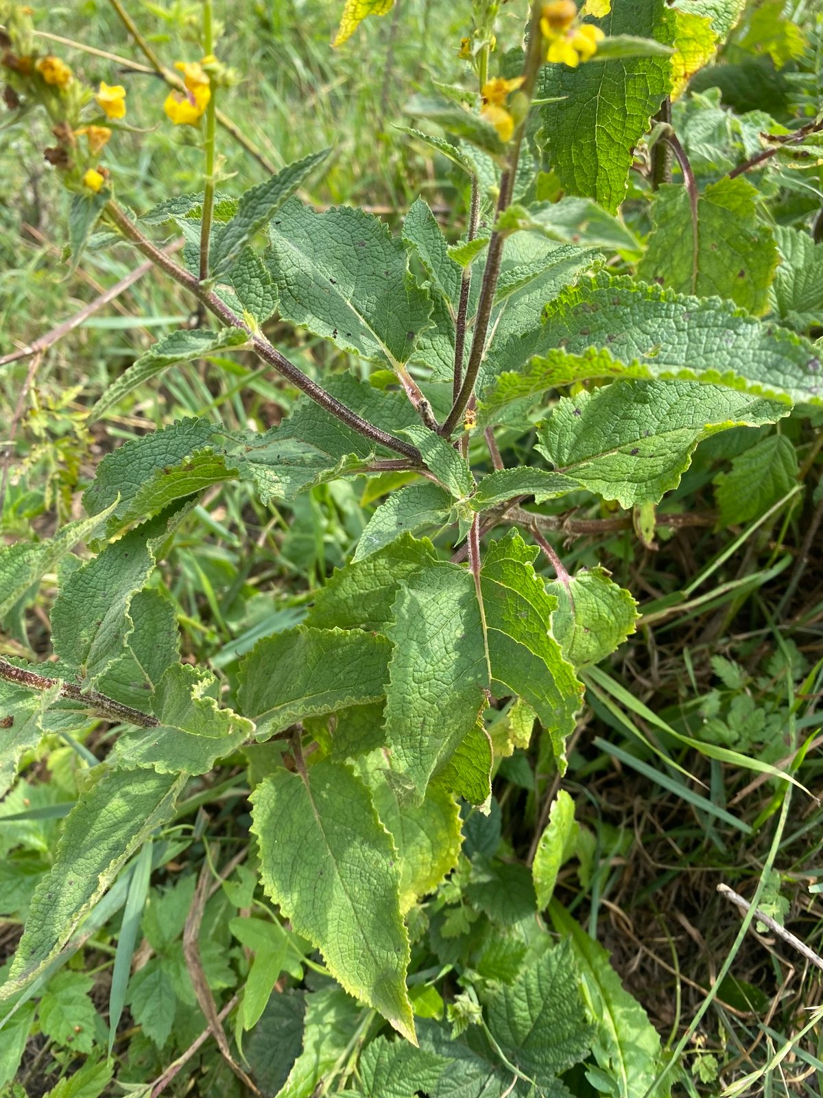 Nettle-leaved mullein