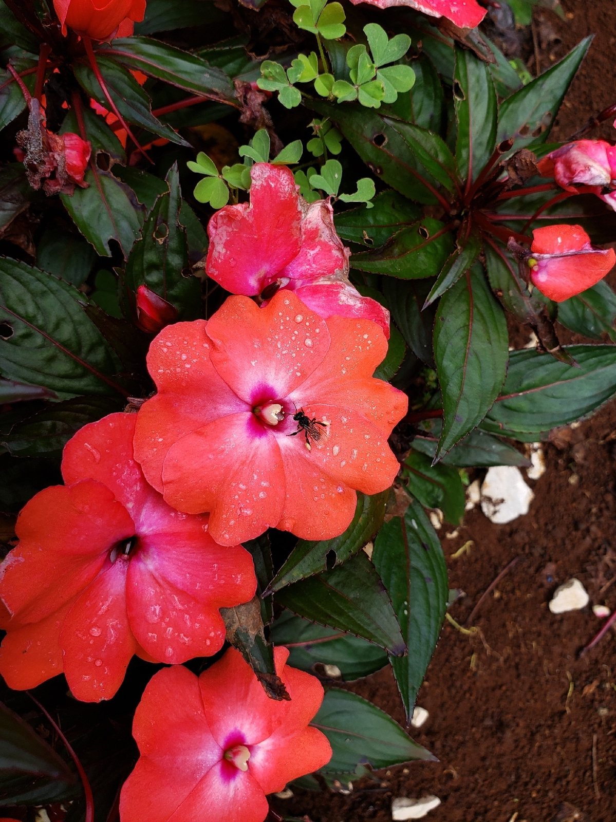 New Guinea impatiens