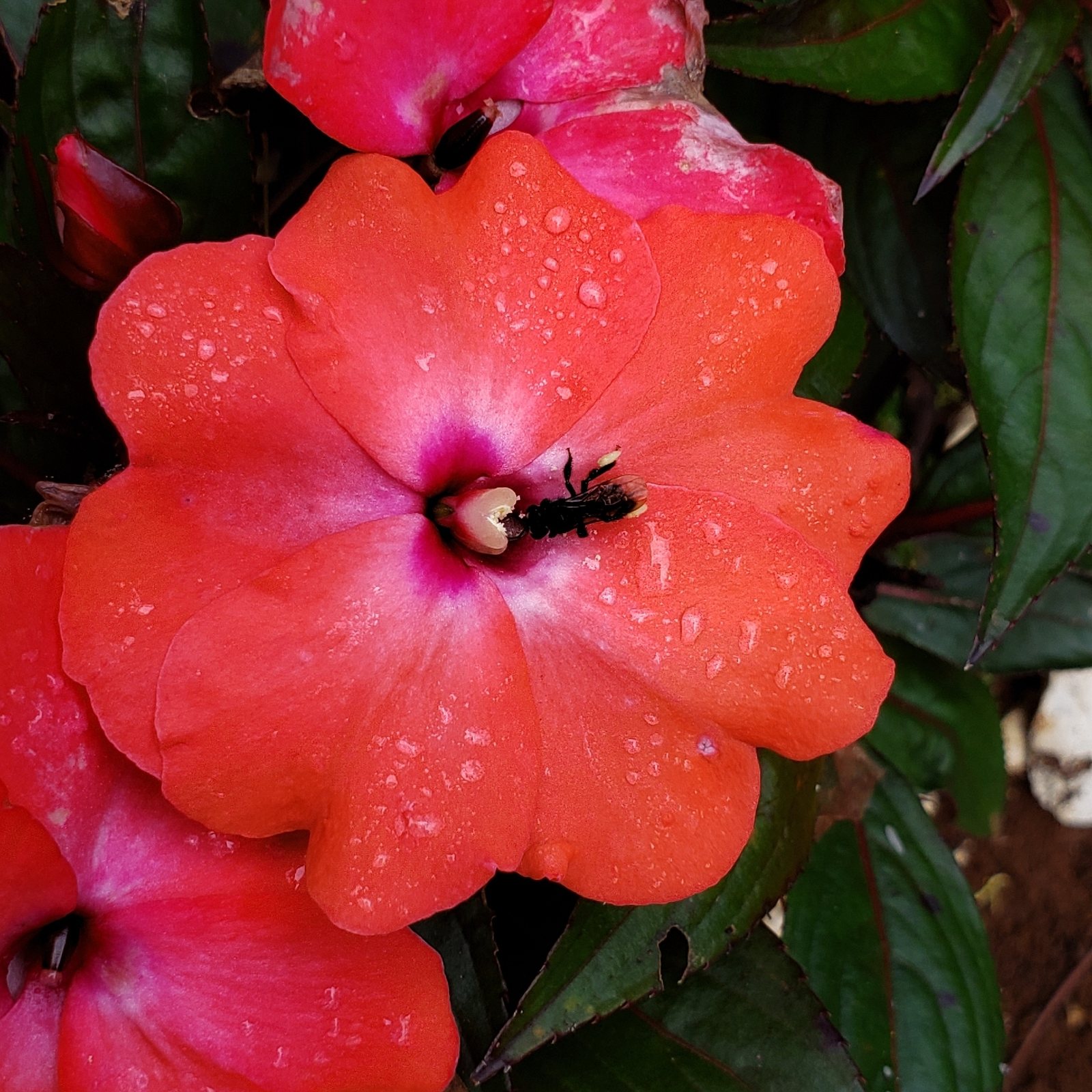 New Guinea impatiens