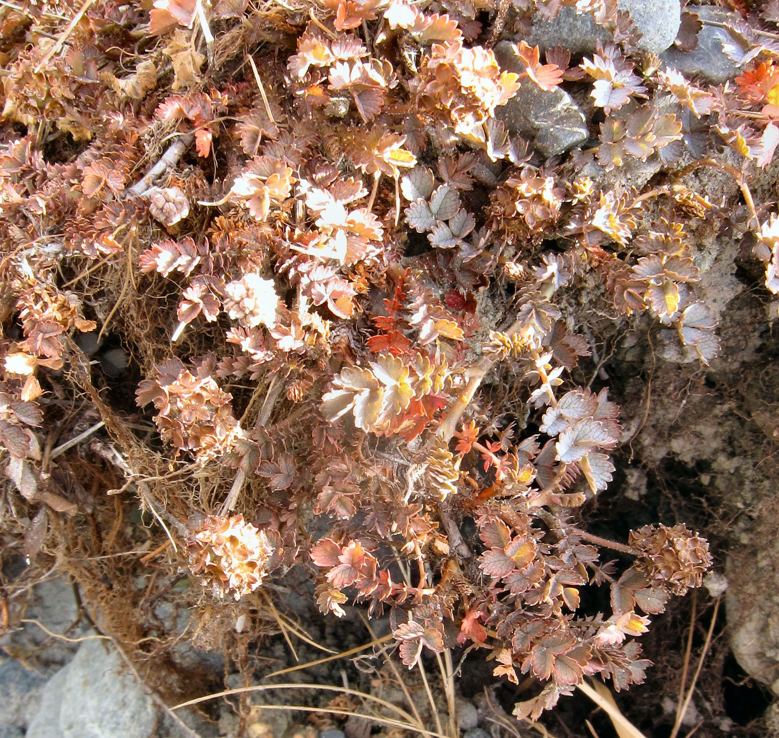 New Zealand burr