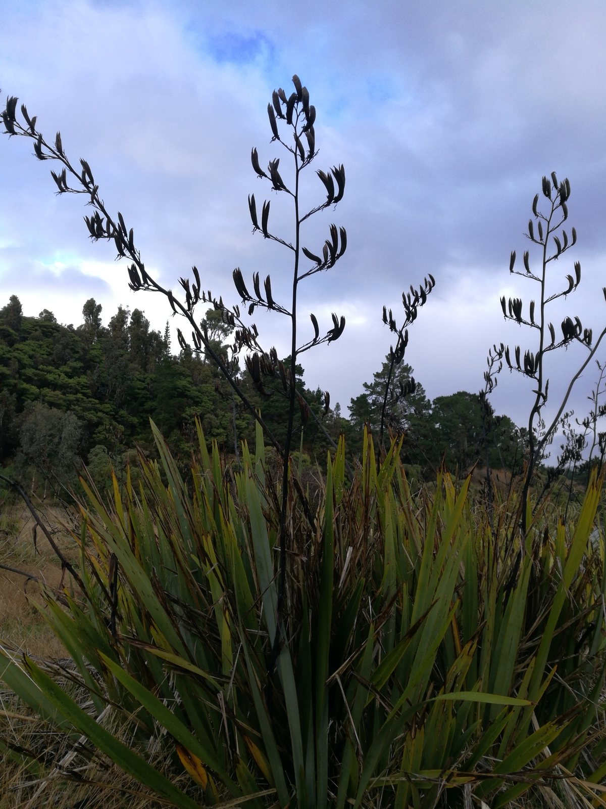 New Zealand flax 'Jester'