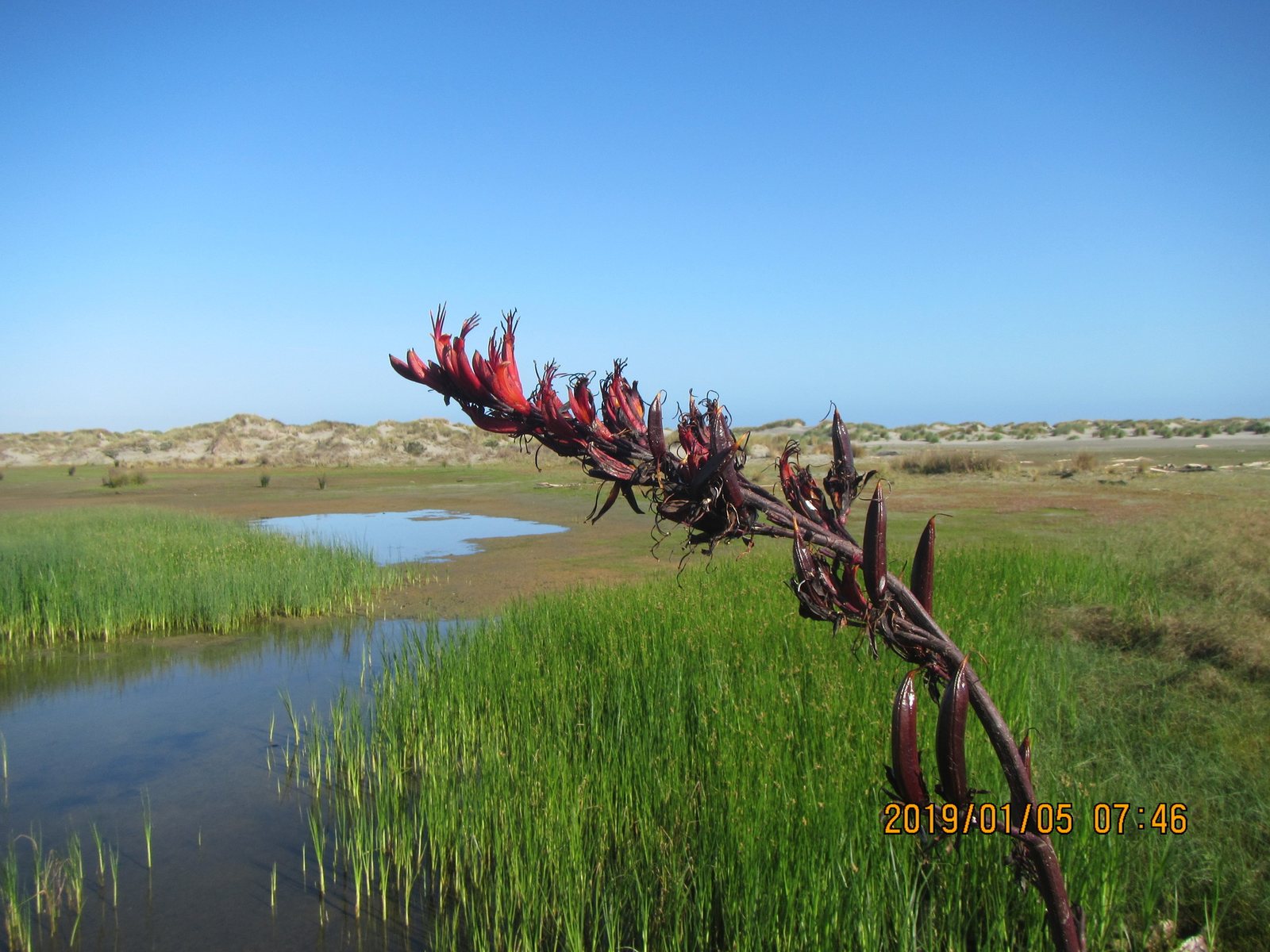 New Zealand flax 'Sundowner'