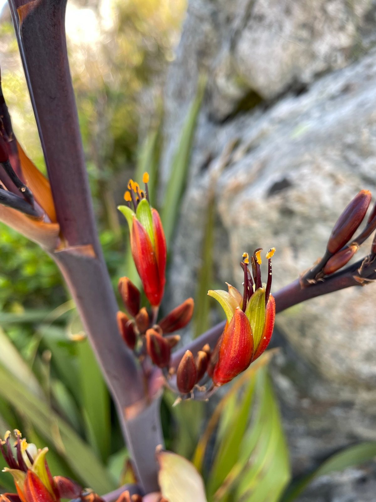 New Zealand flax 'Sundowner'