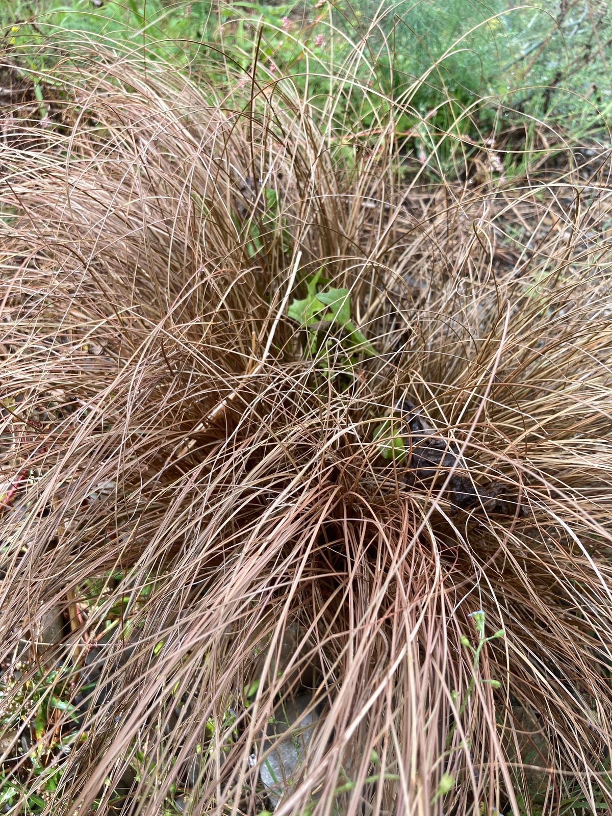 New Zealand hair sedge