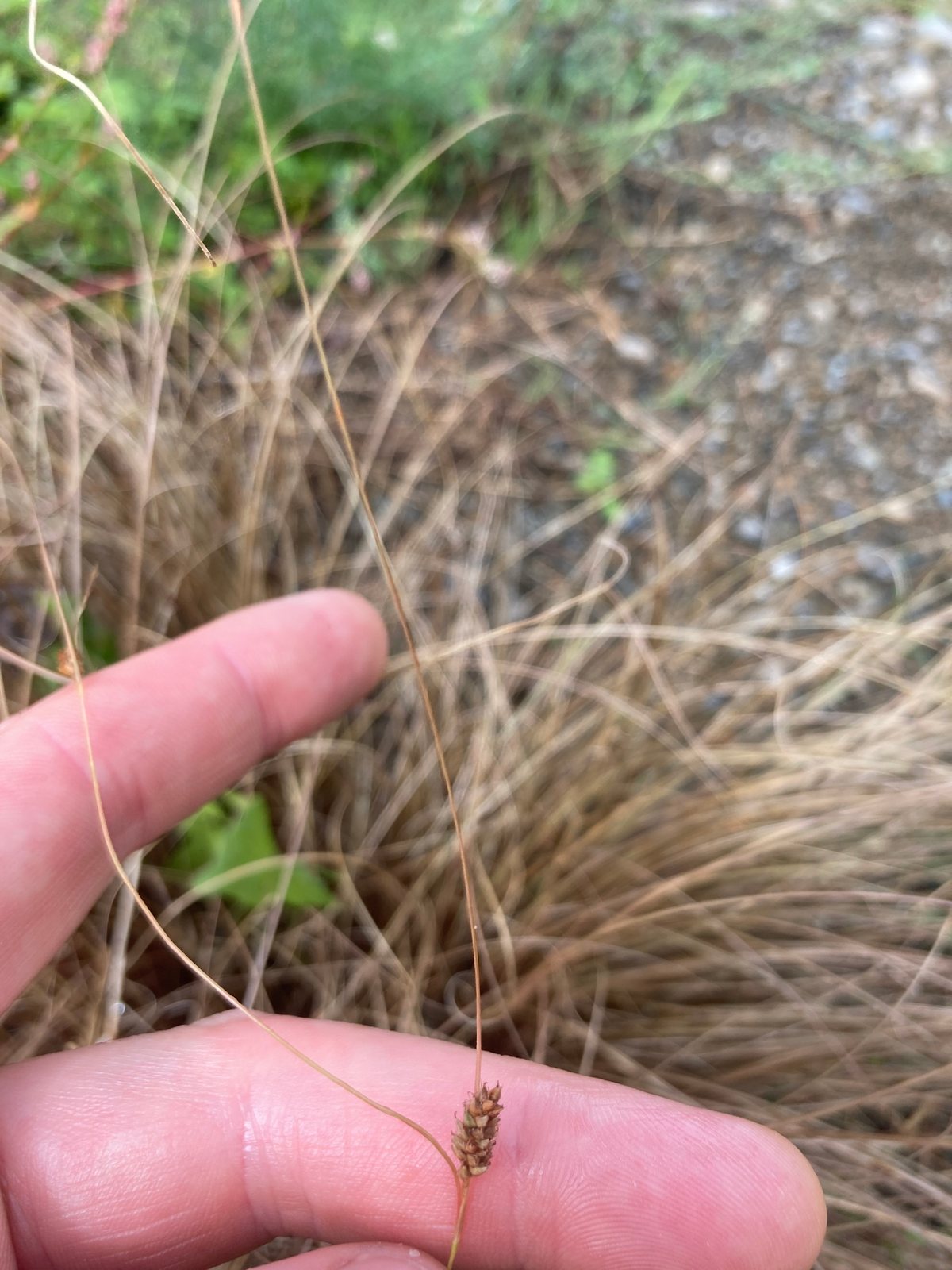 New Zealand hair sedge