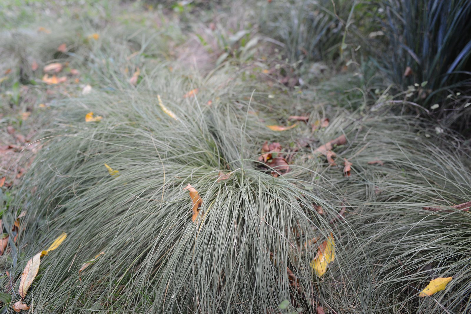 New Zealand hair sedge