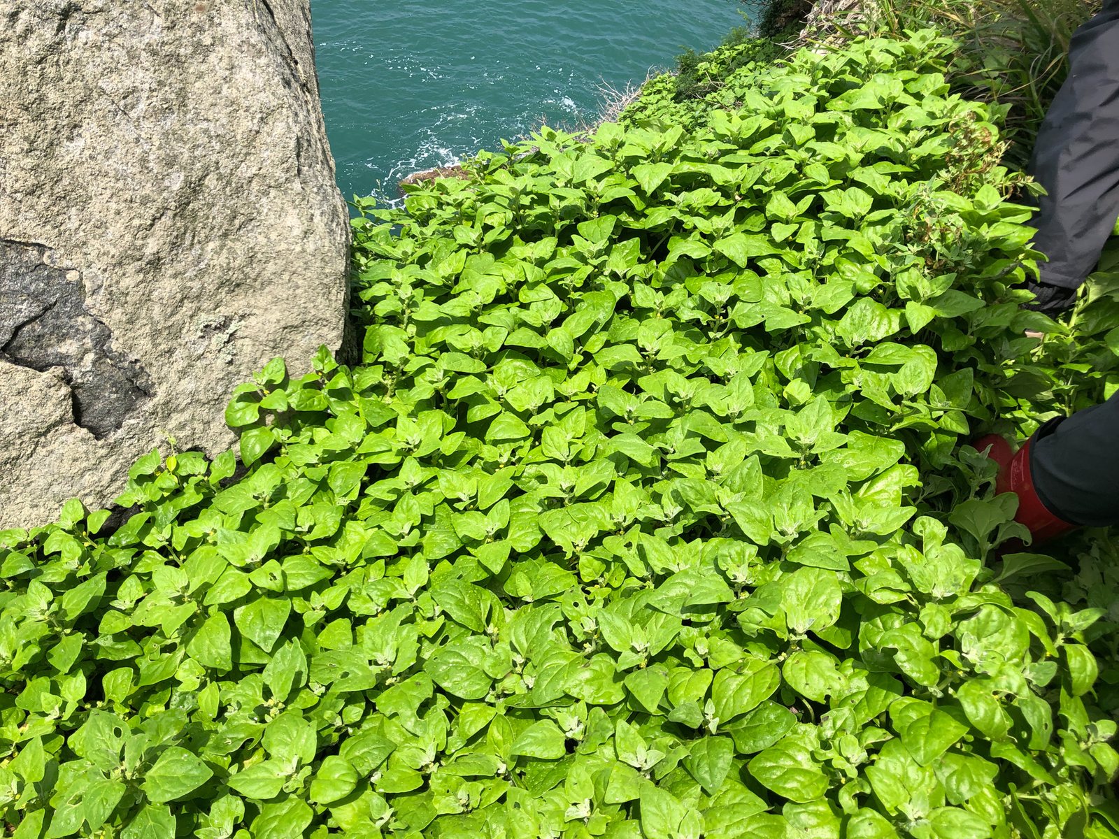 New Zealand spinach