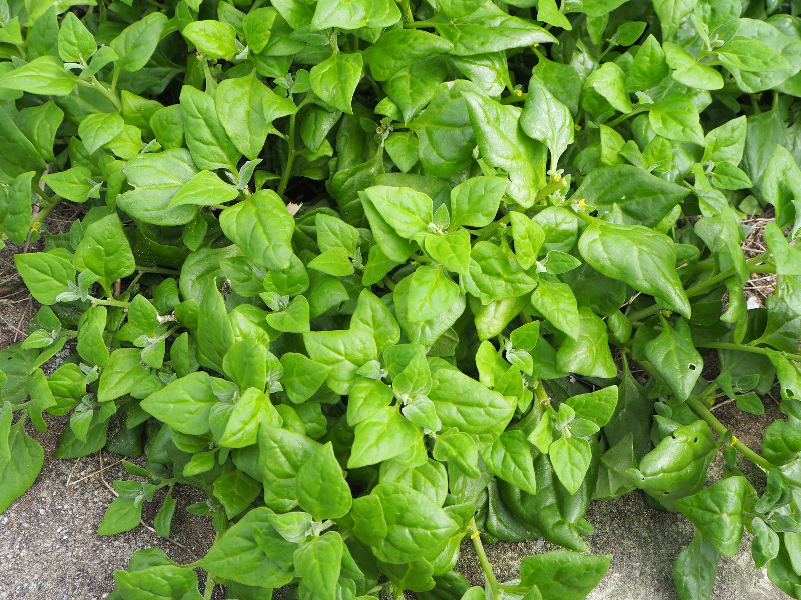 New Zealand spinach