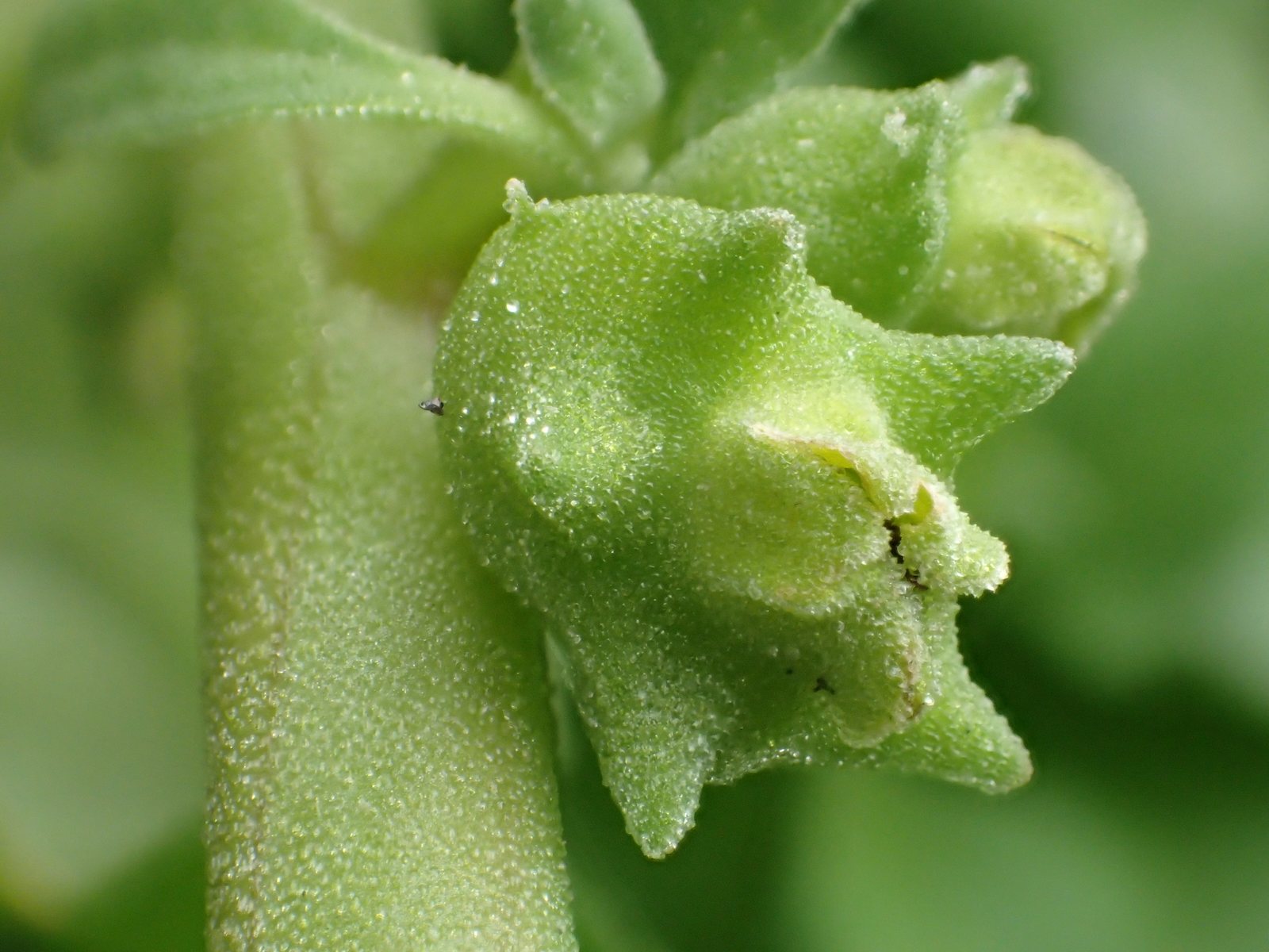 New Zealand spinach