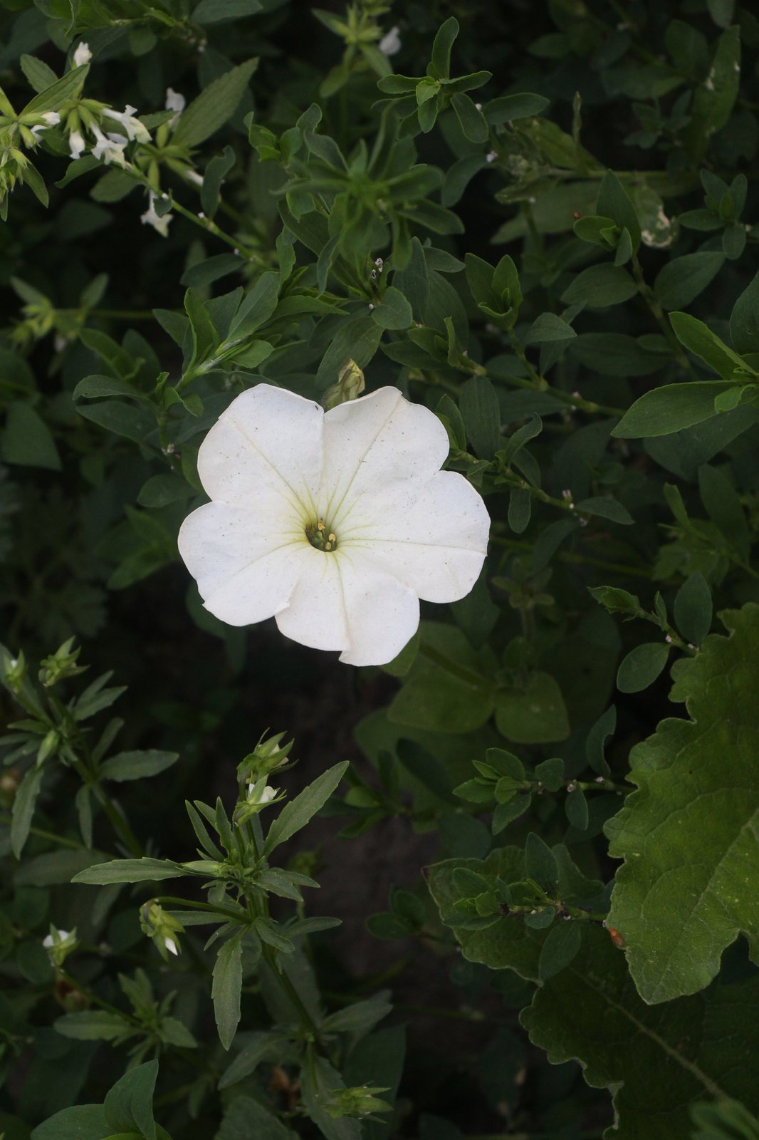 Night Sky petunia