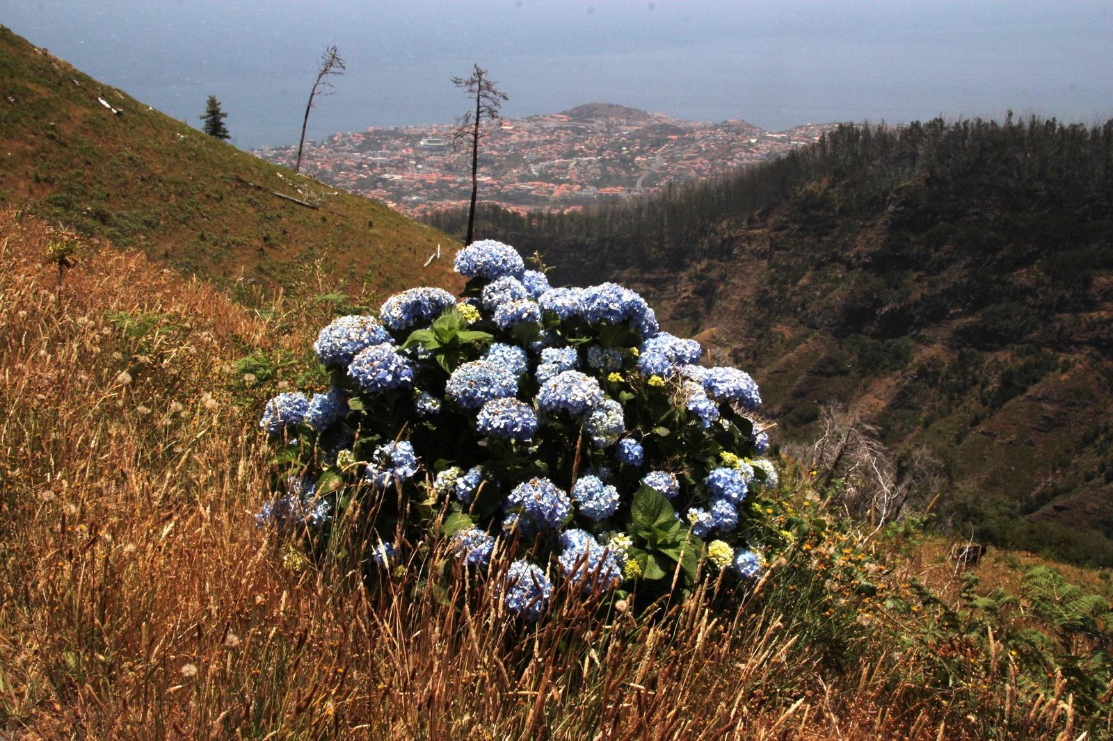Nikko Blue hydrangea