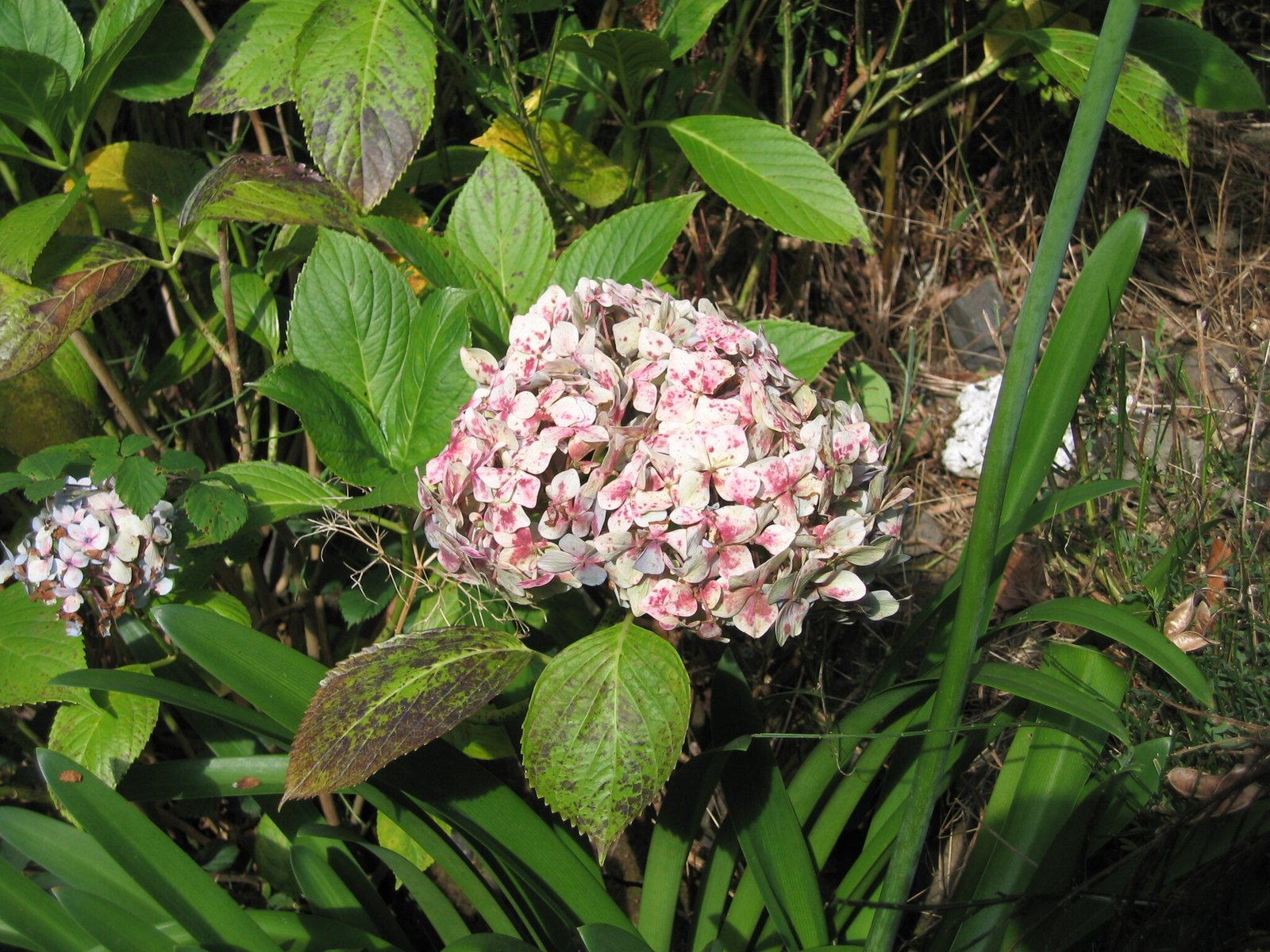 Nikko Blue hydrangea